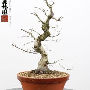 Acer palmatum seigen