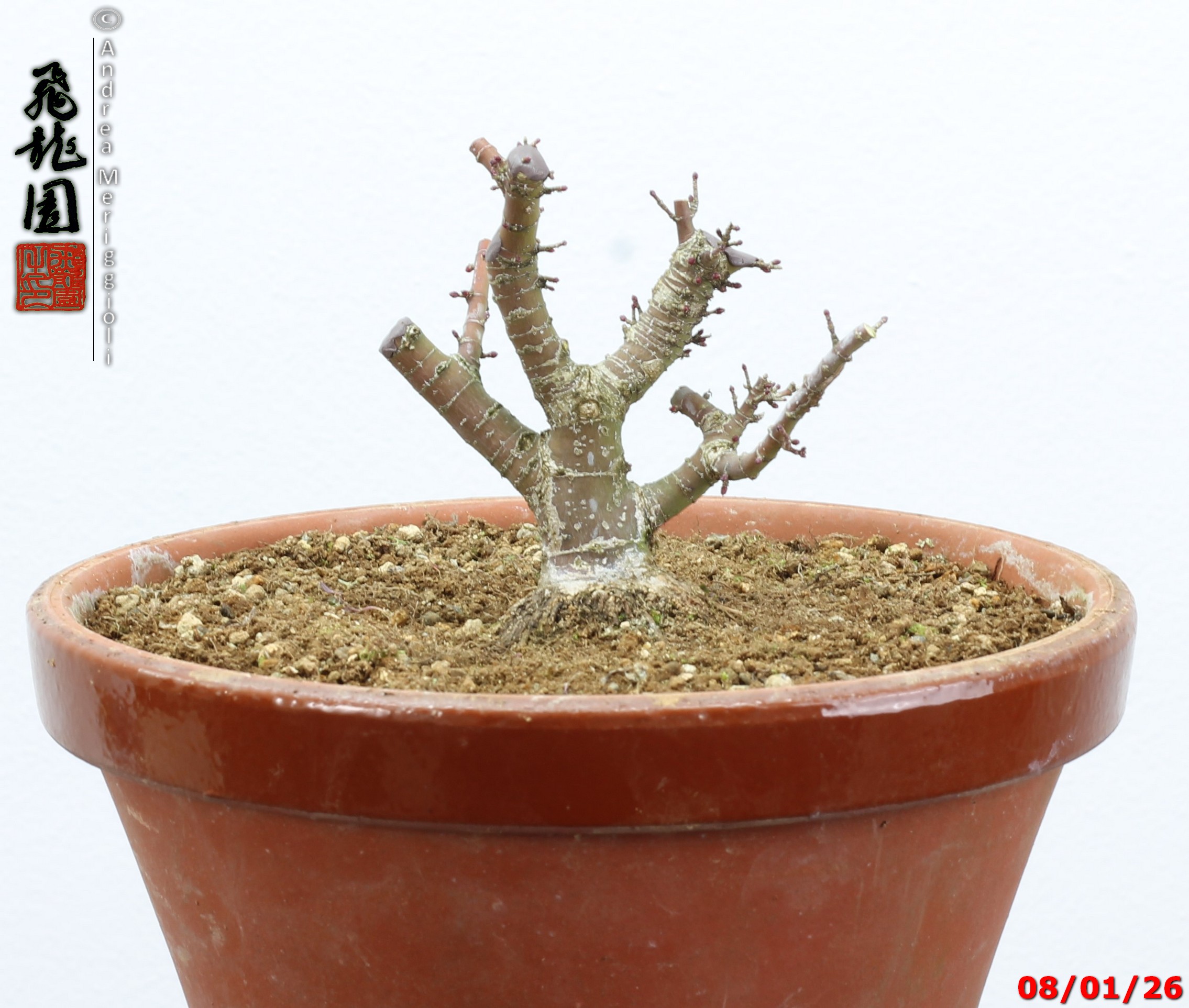Acer palmatum kotohime shohin - Image 9