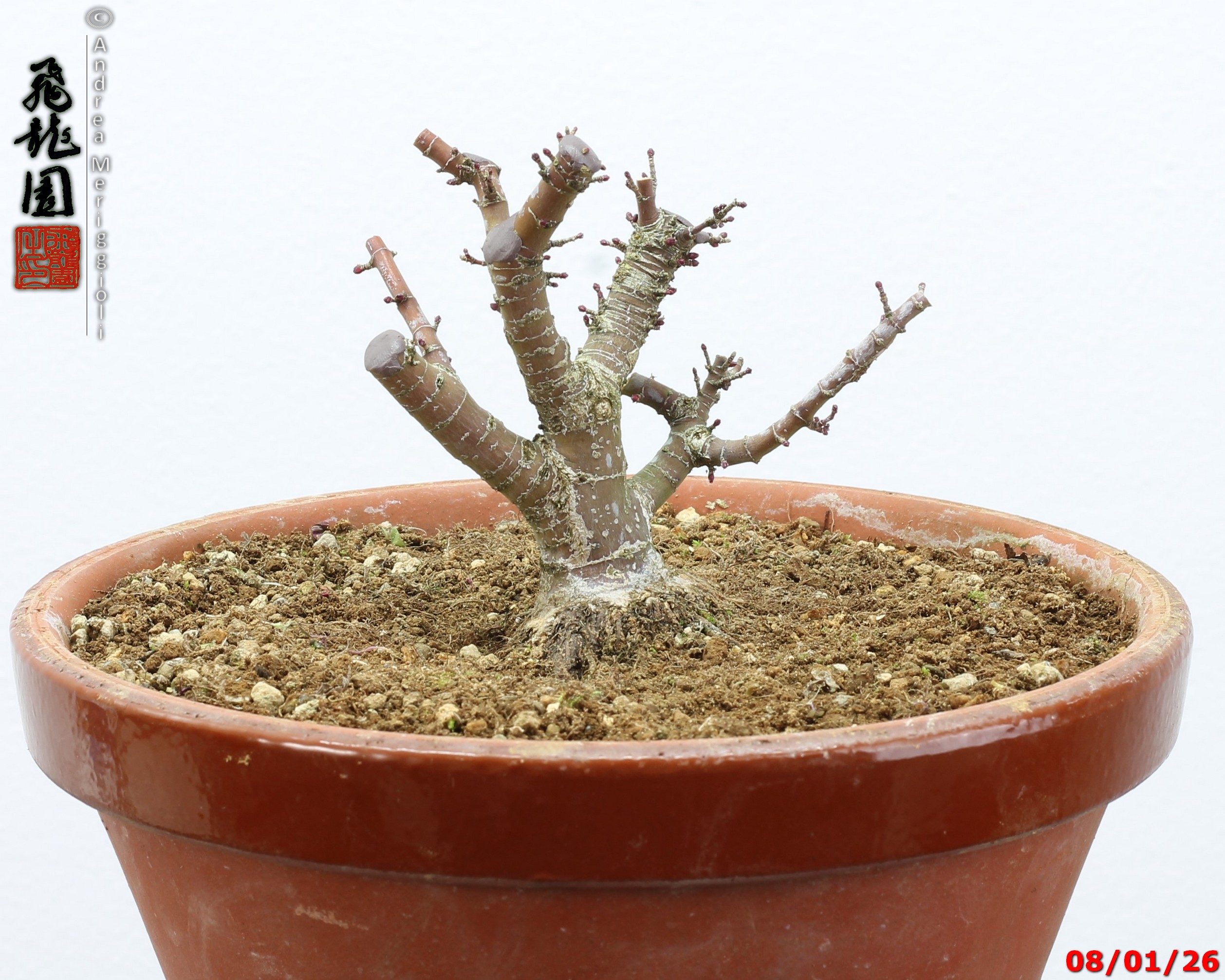 Acer palmatum kotohime shohin - Image 8