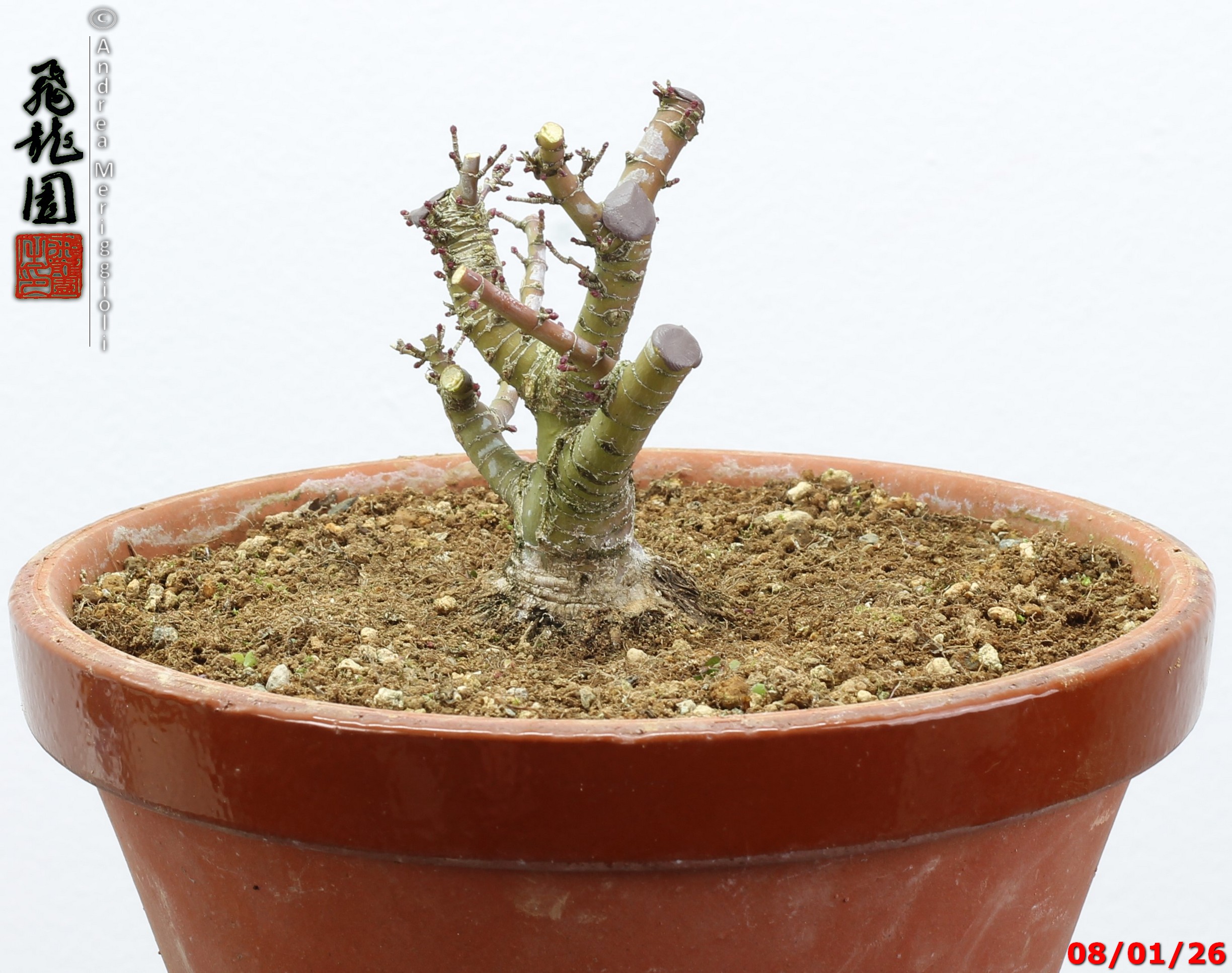 Acer palmatum kotohime shohin - Image 7