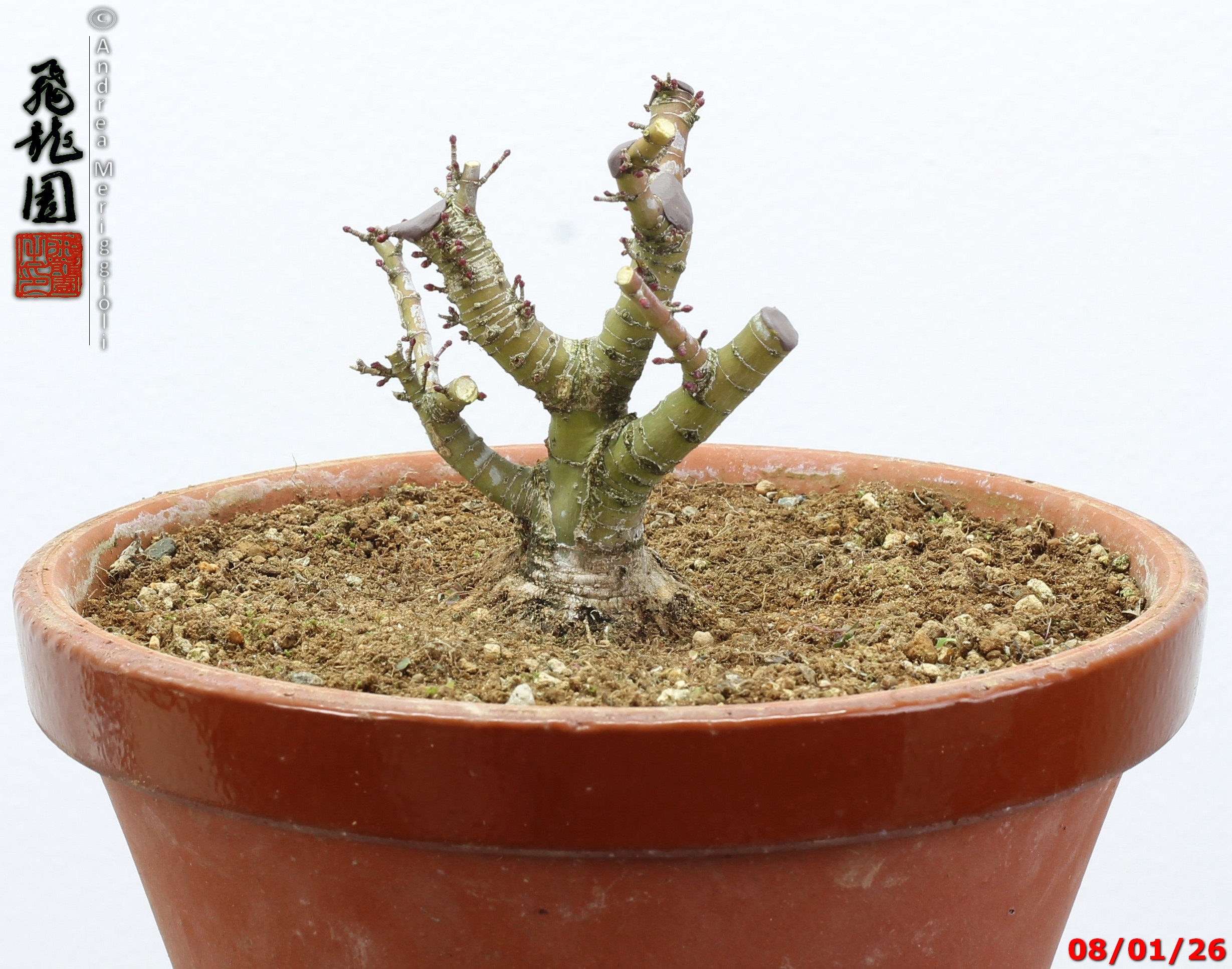 Acer palmatum kotohime shohin - Image 6