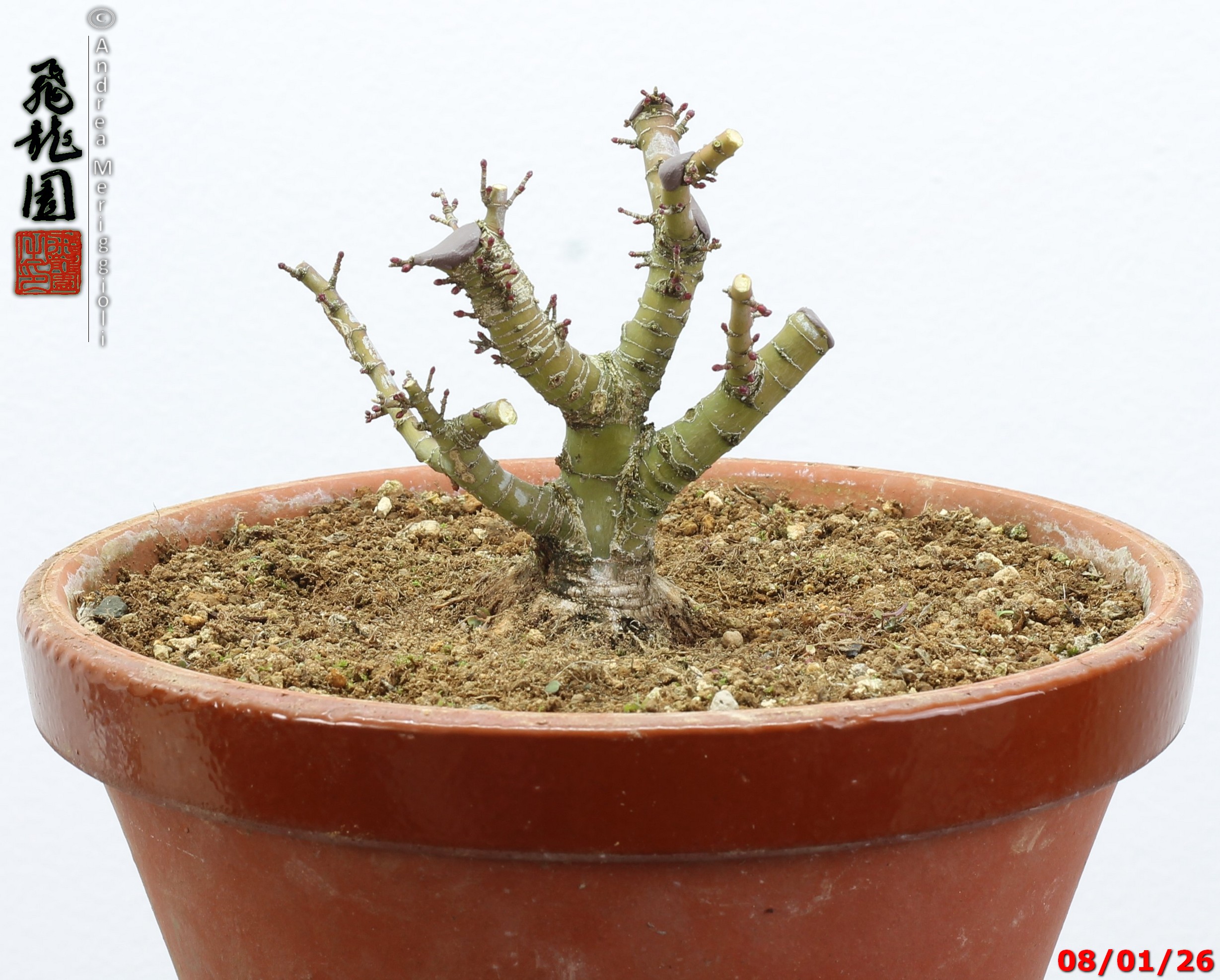 Acer palmatum kotohime shohin - Image 5