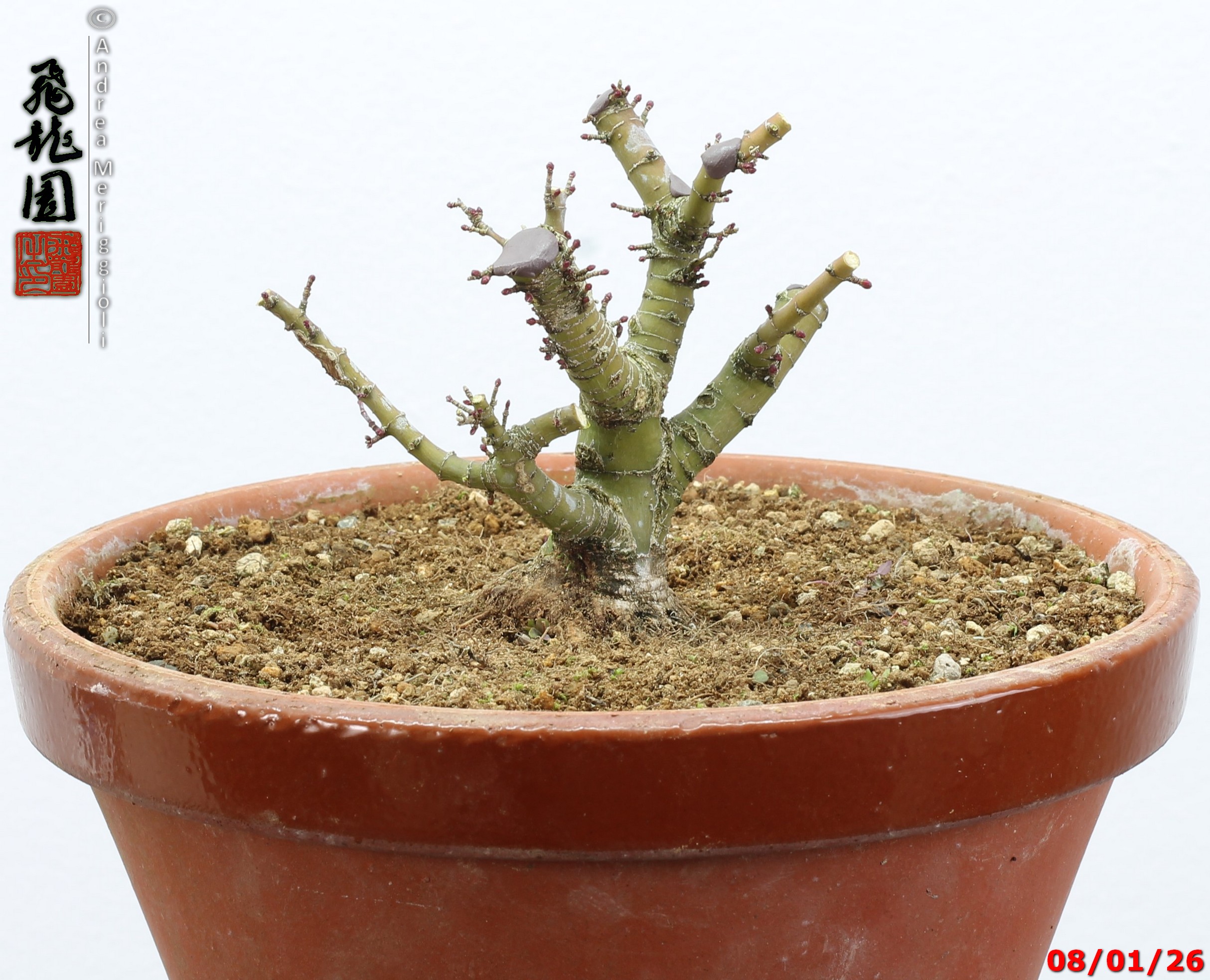 Acer palmatum kotohime shohin - Image 4