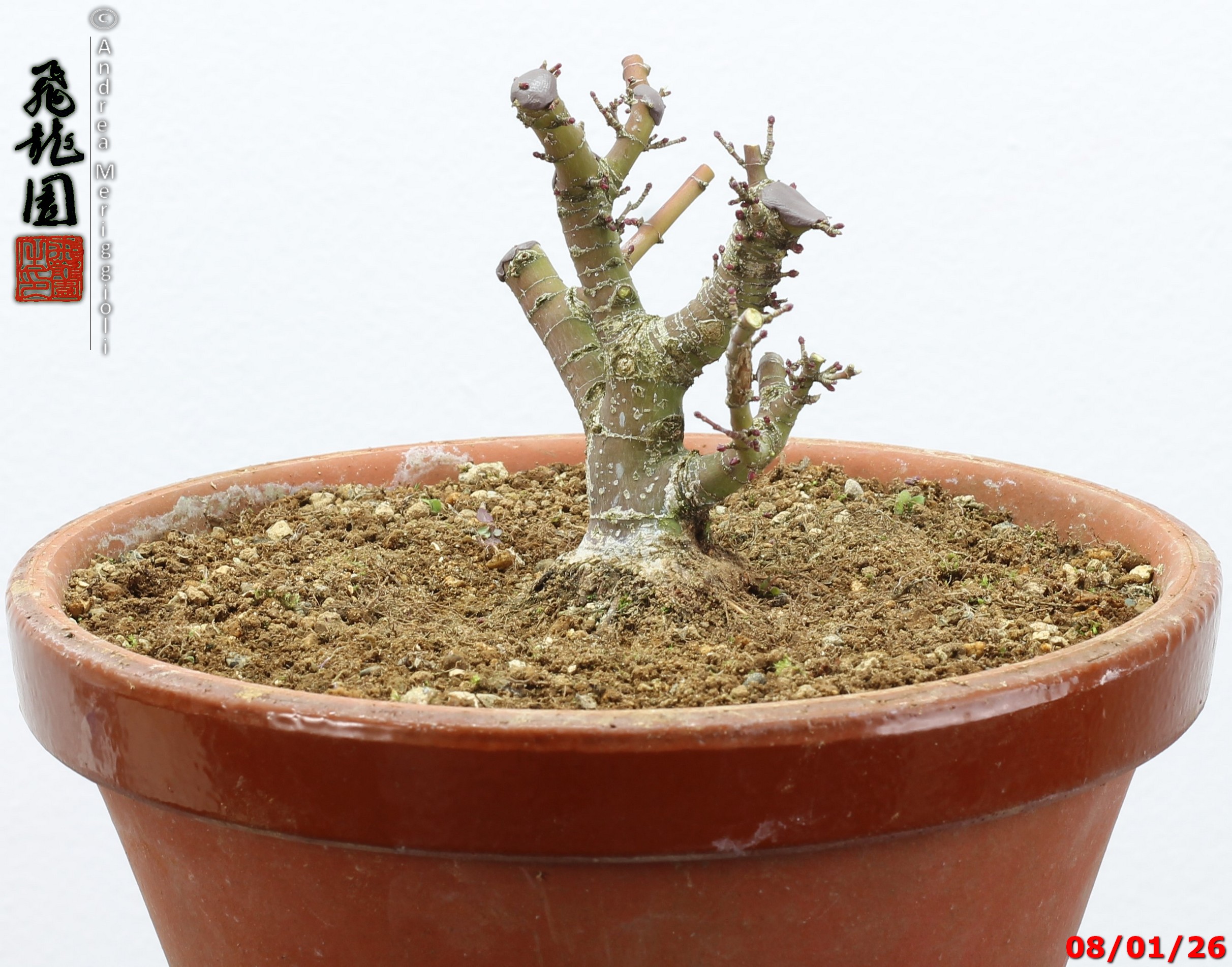 Acer palmatum kotohime shohin - Image 2