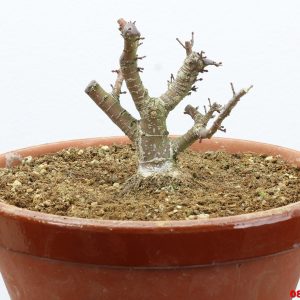 Acer palmatum kotohime shohin