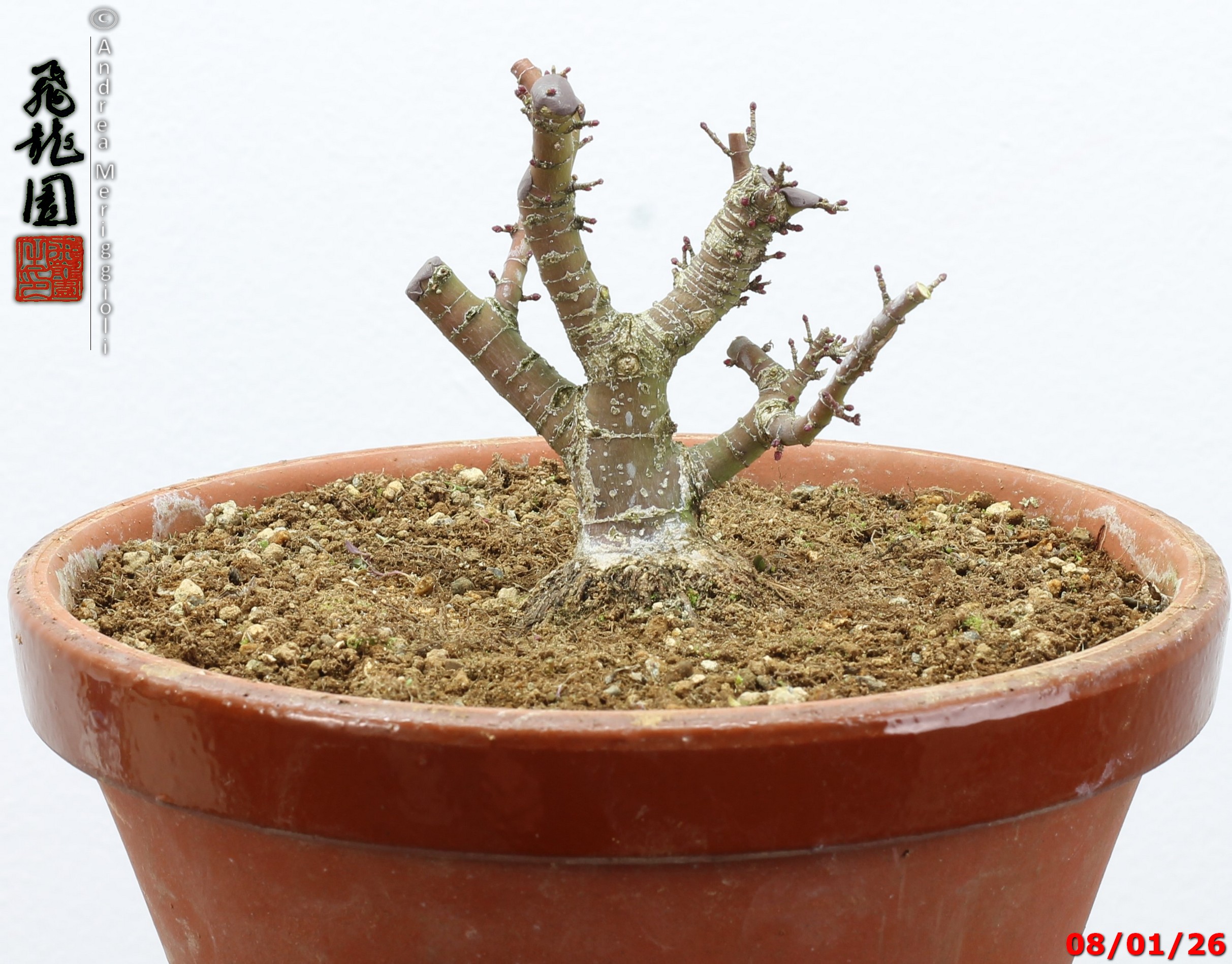 Acer palmatum kotohime shohin