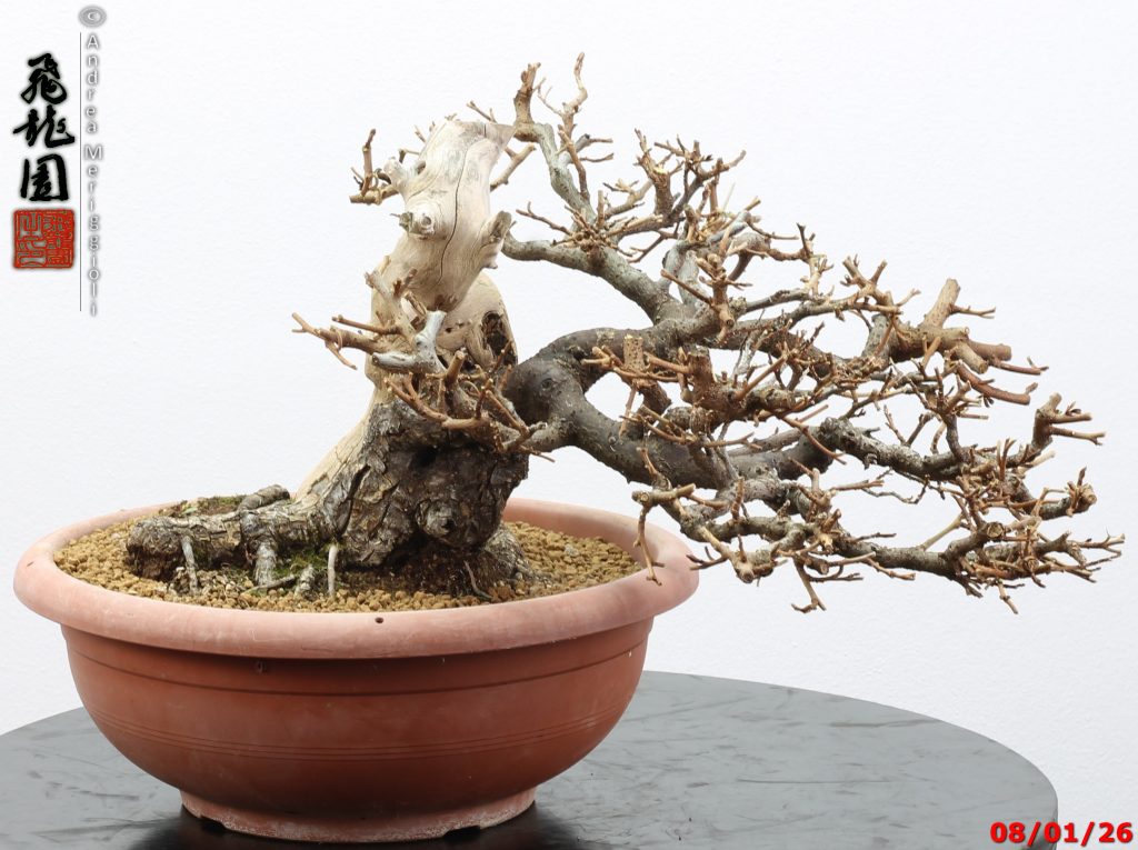 Elaeagnus