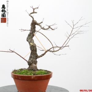 Acer palmatum arakawa