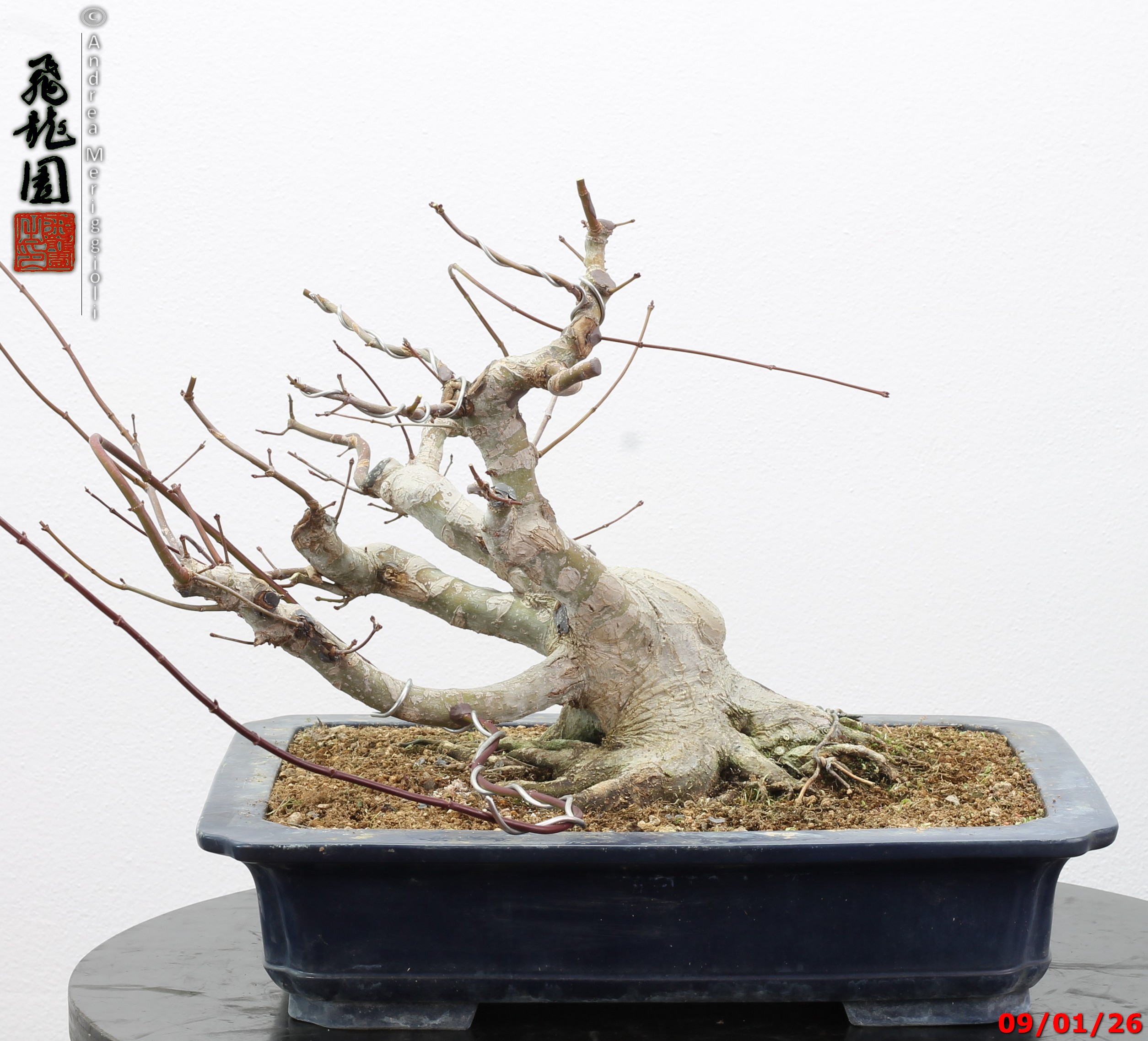 Acer palmatum - Image 11