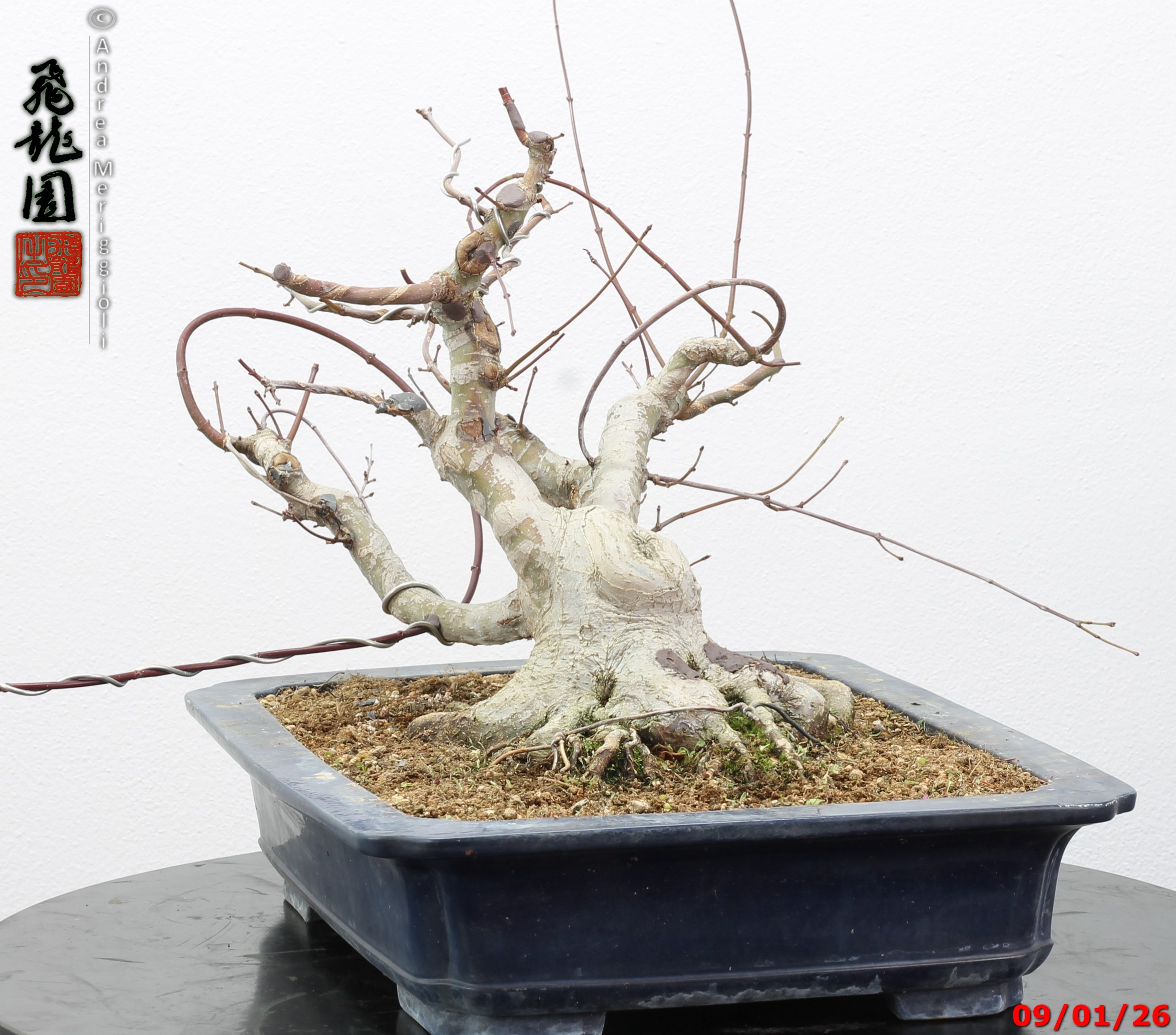 Acer palmatum - Image 10