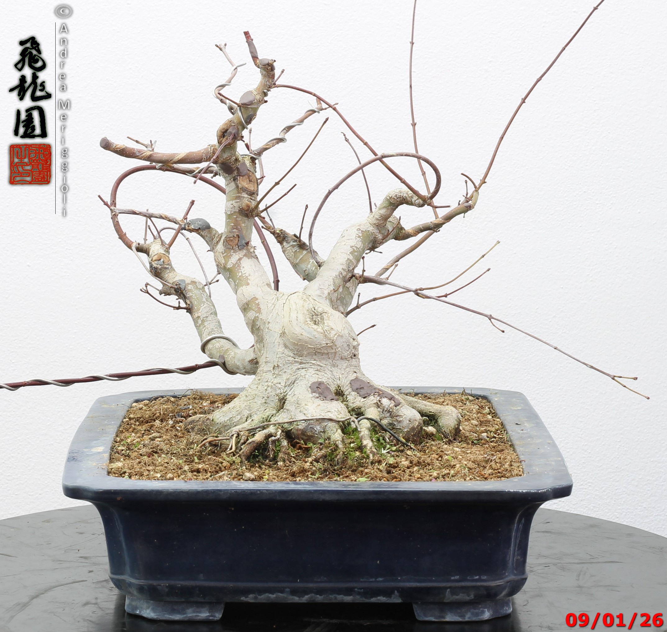 Acer palmatum - Image 9