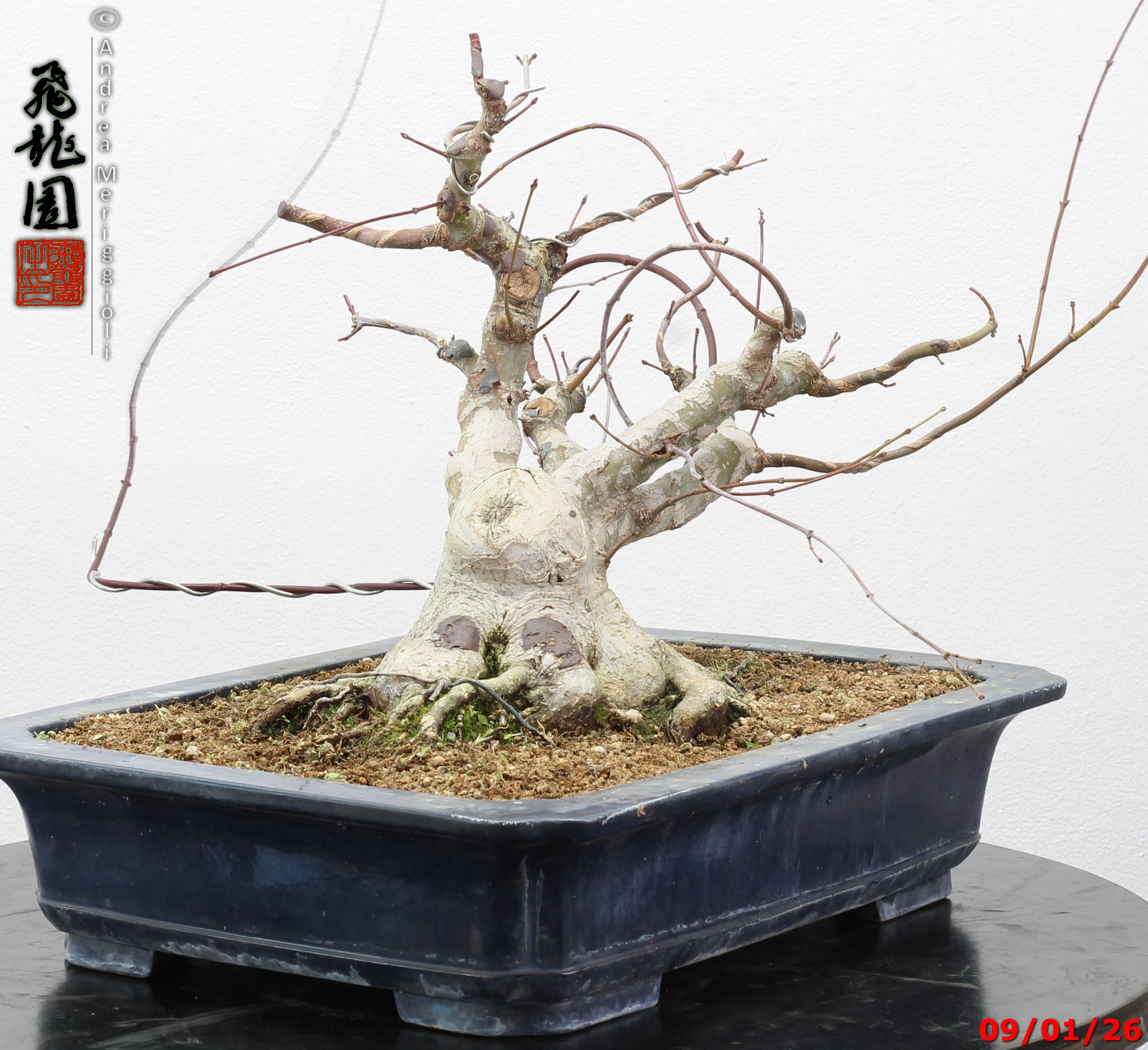 Acer palmatum - Image 8