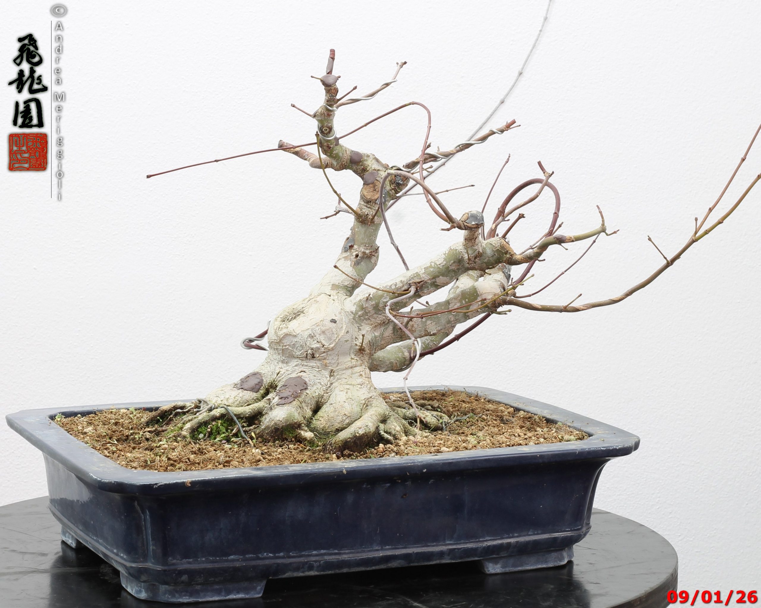 Acer palmatum - Image 7