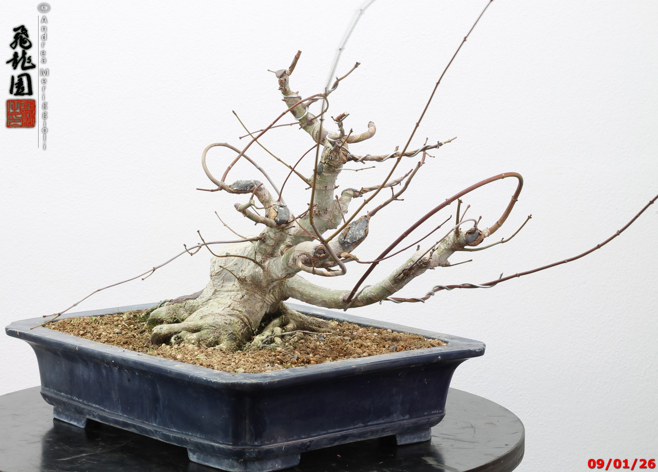 Acer palmatum - Image 5