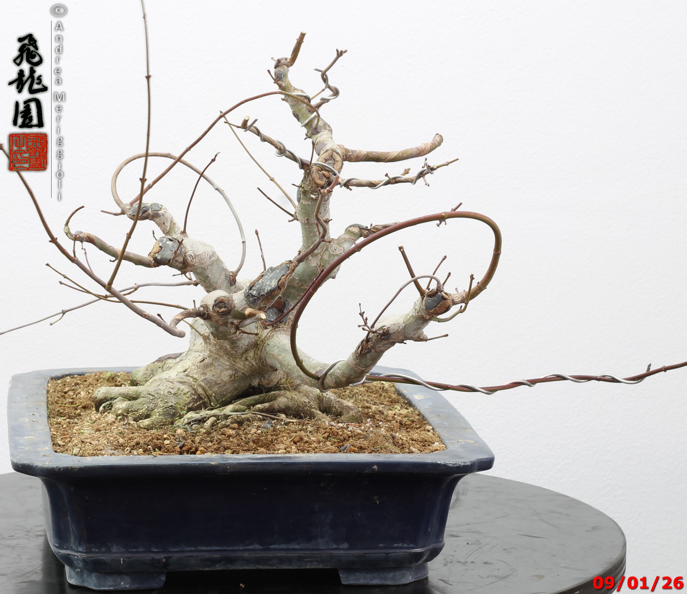 Acer palmatum - Image 4