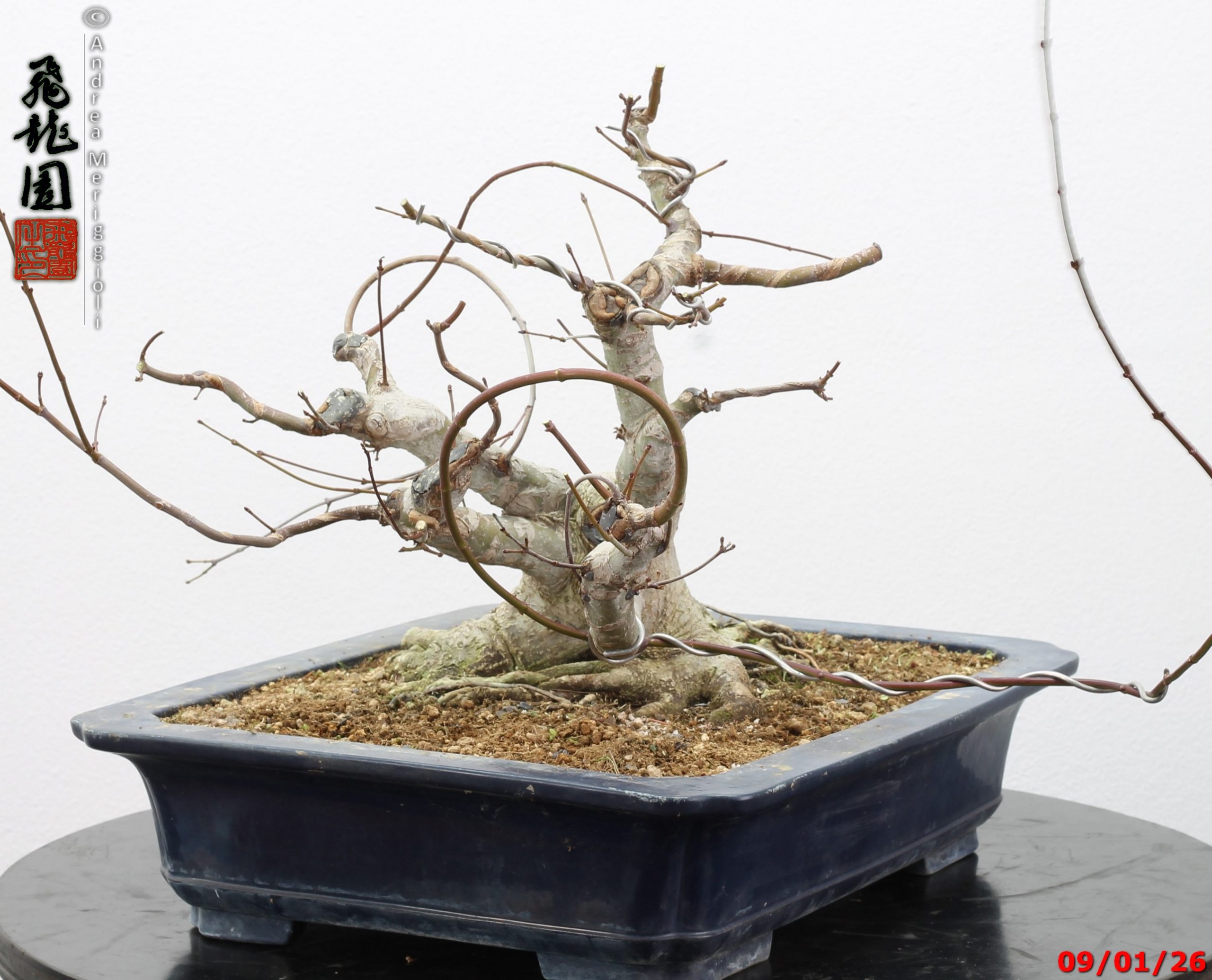Acer palmatum - Image 3