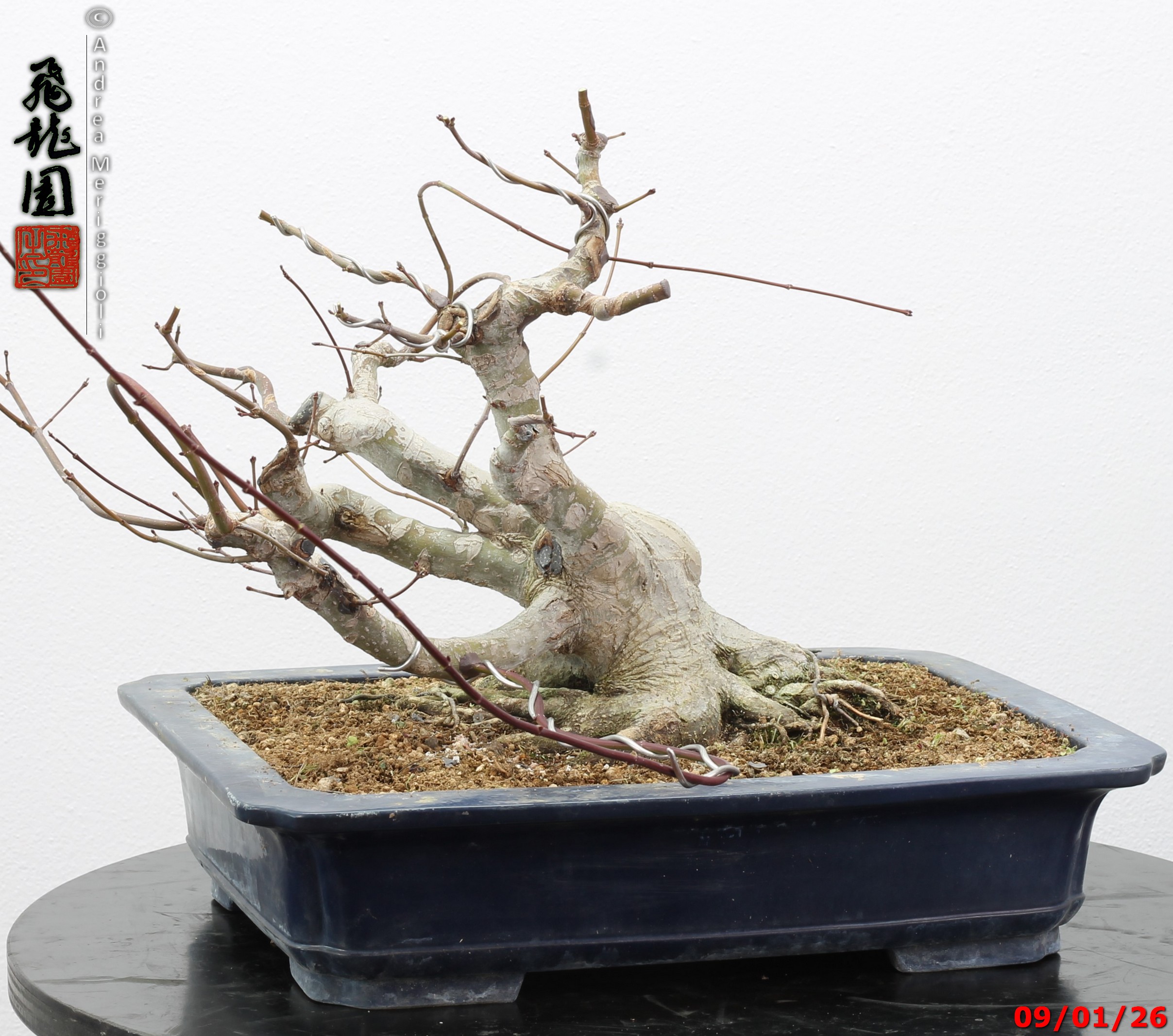 Acer palmatum - Image 2