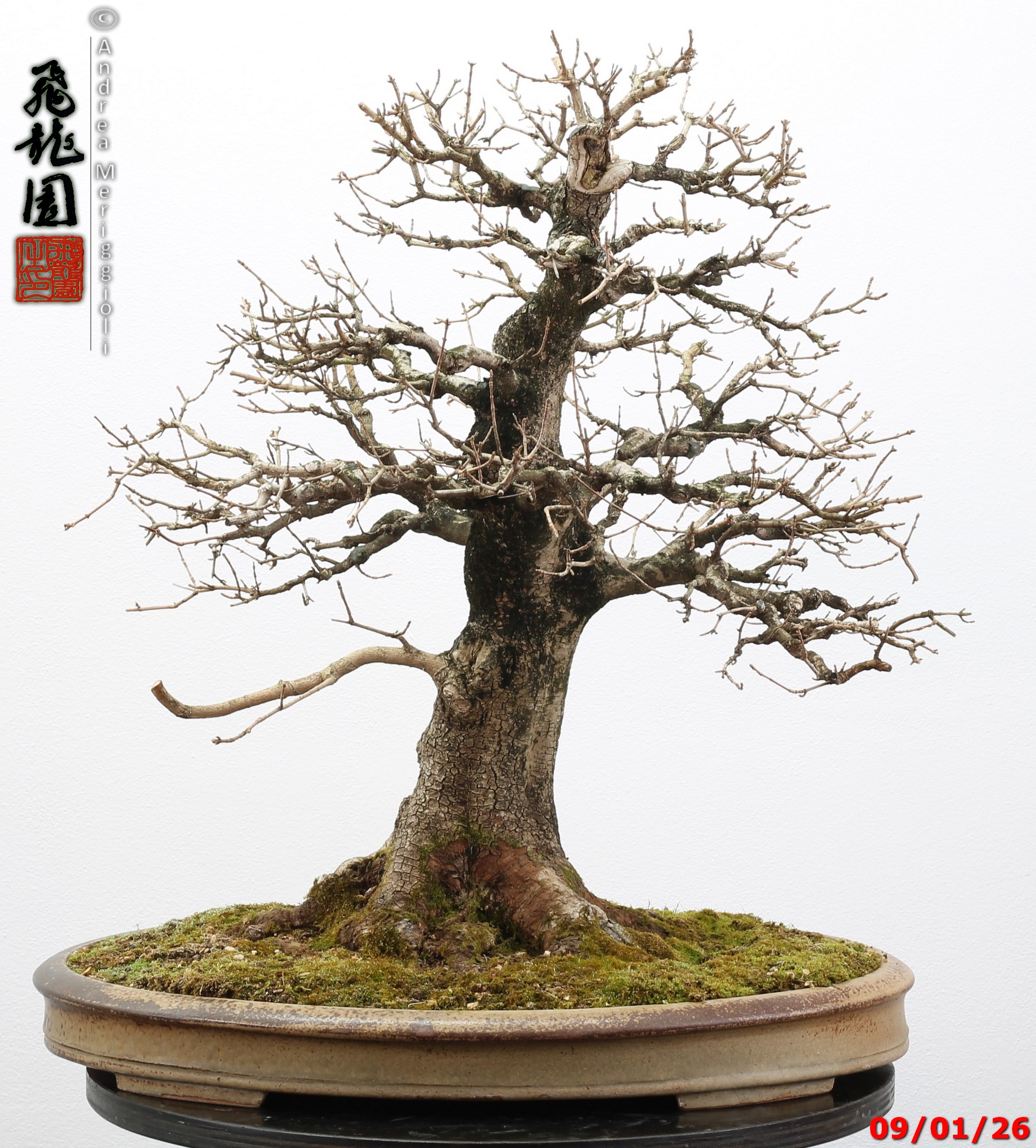 Acer campestre - Image 12