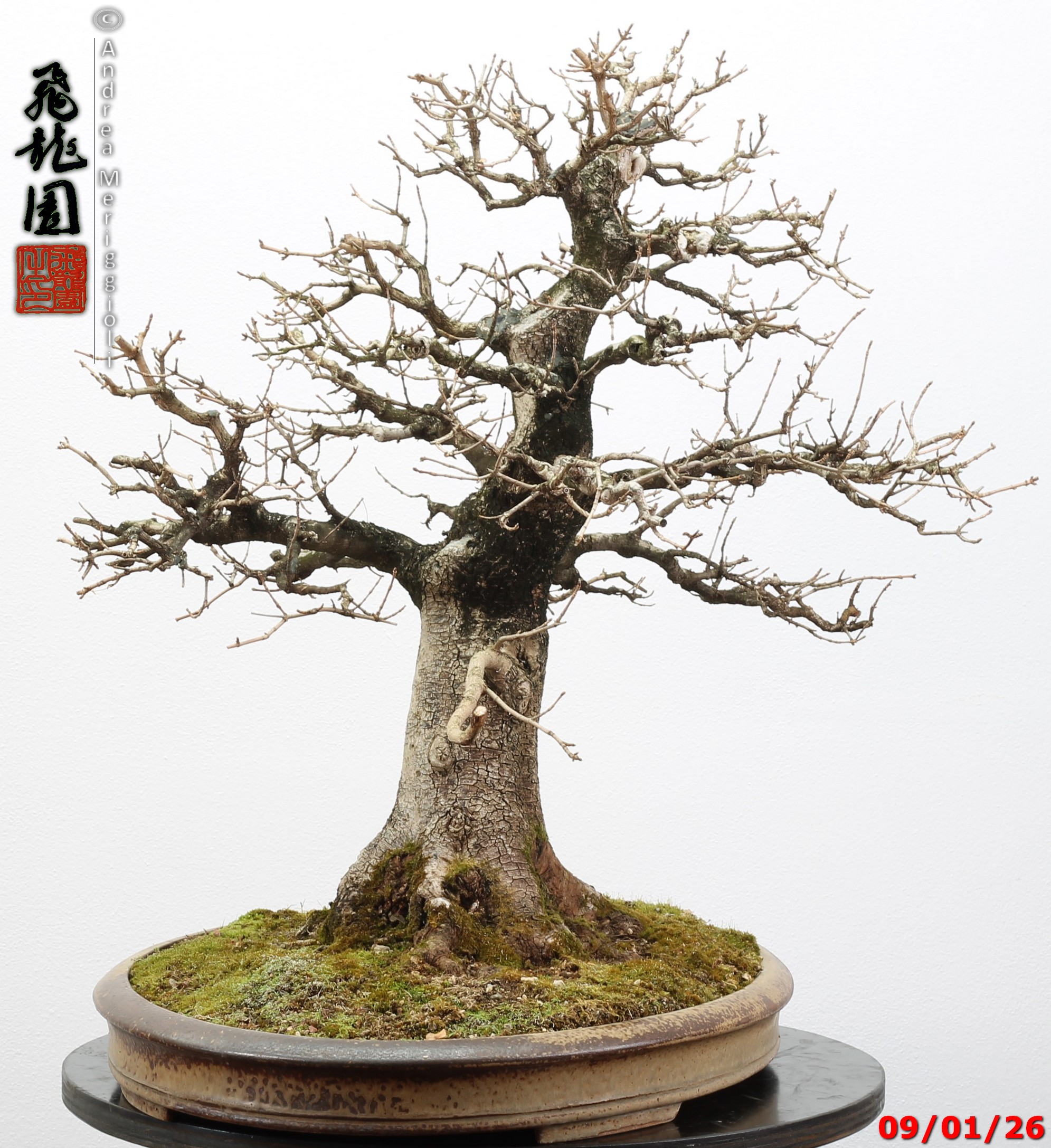 Acer campestre - Image 10