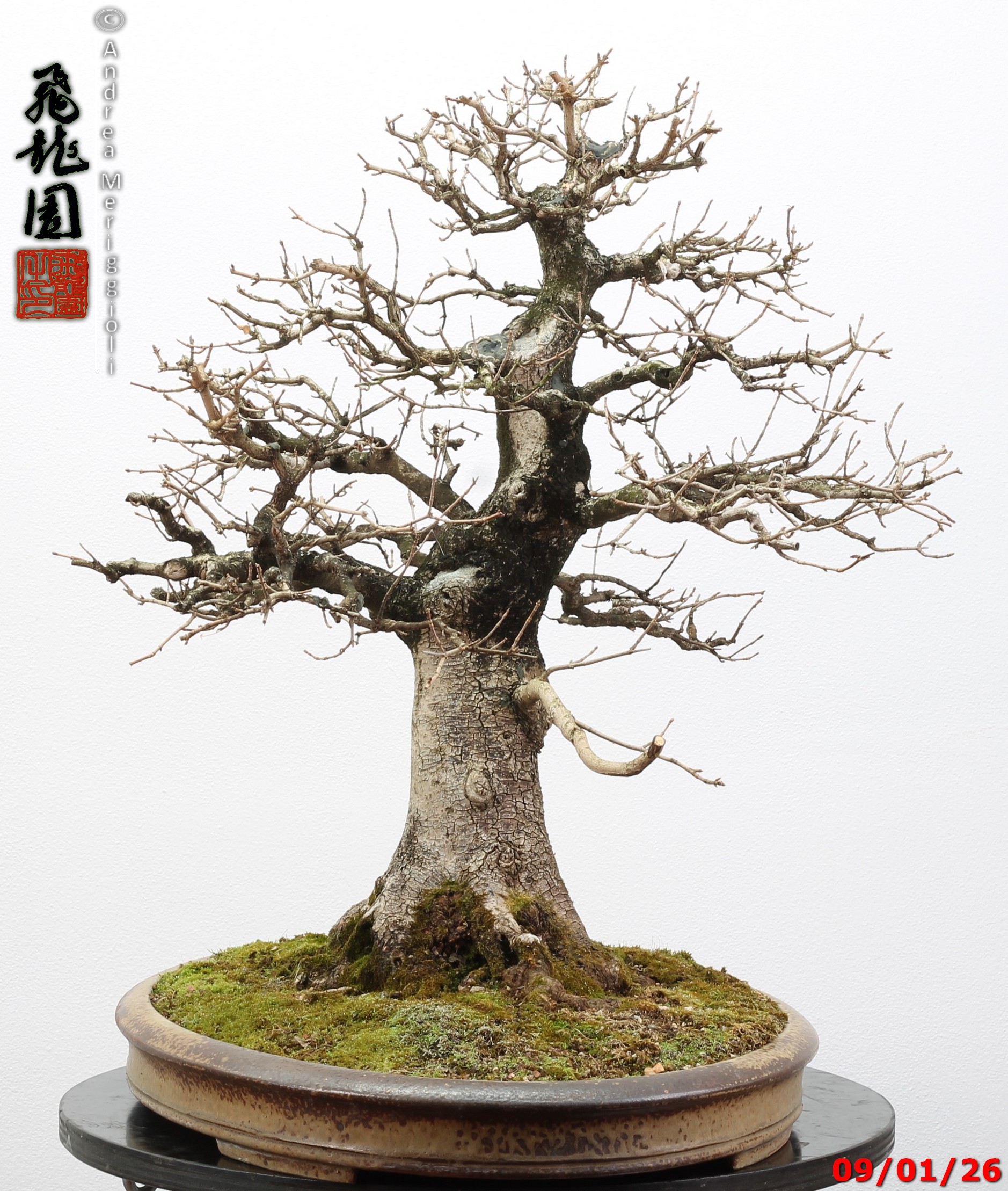 Acer campestre - Image 9