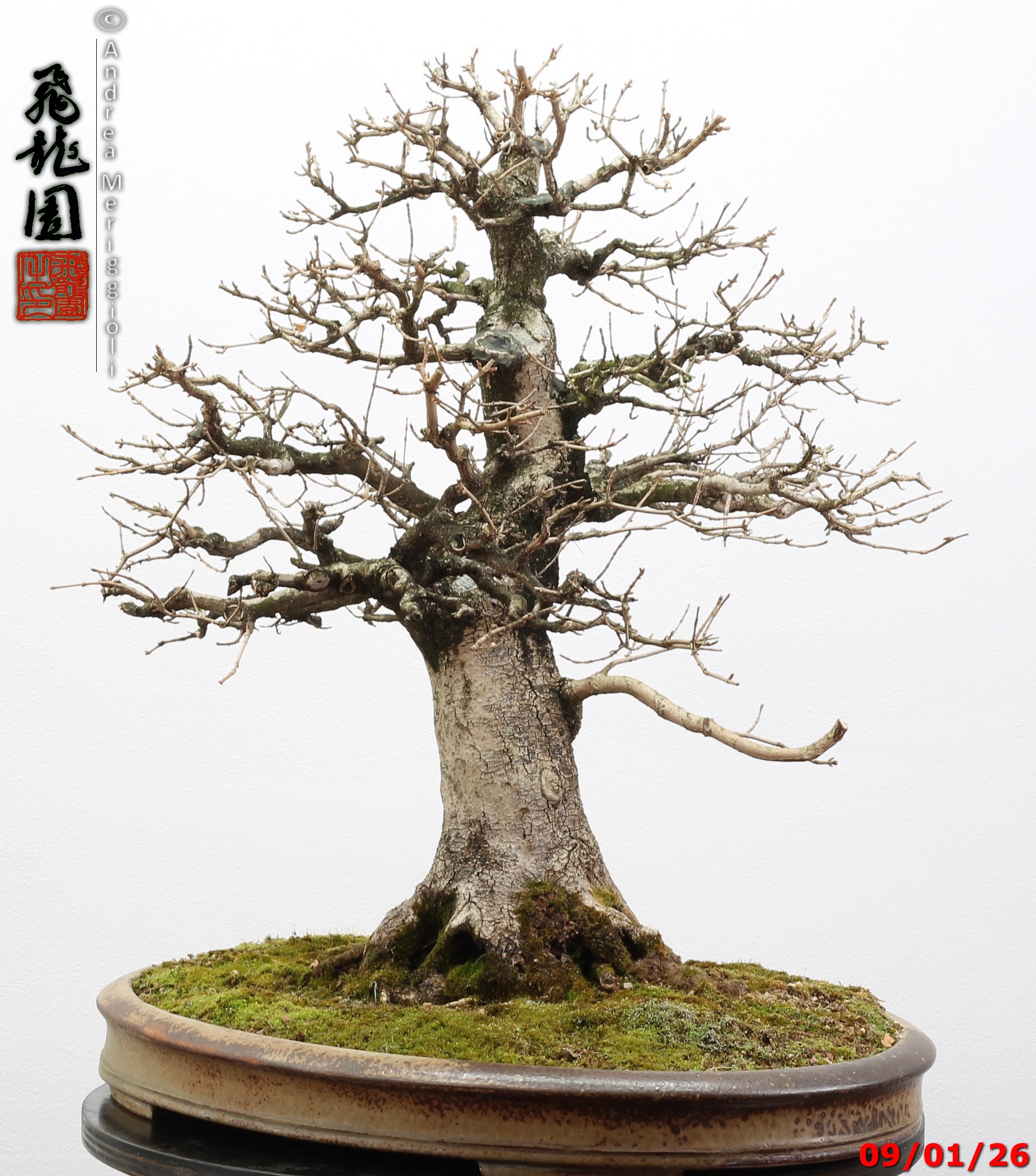 Acer campestre - Image 8