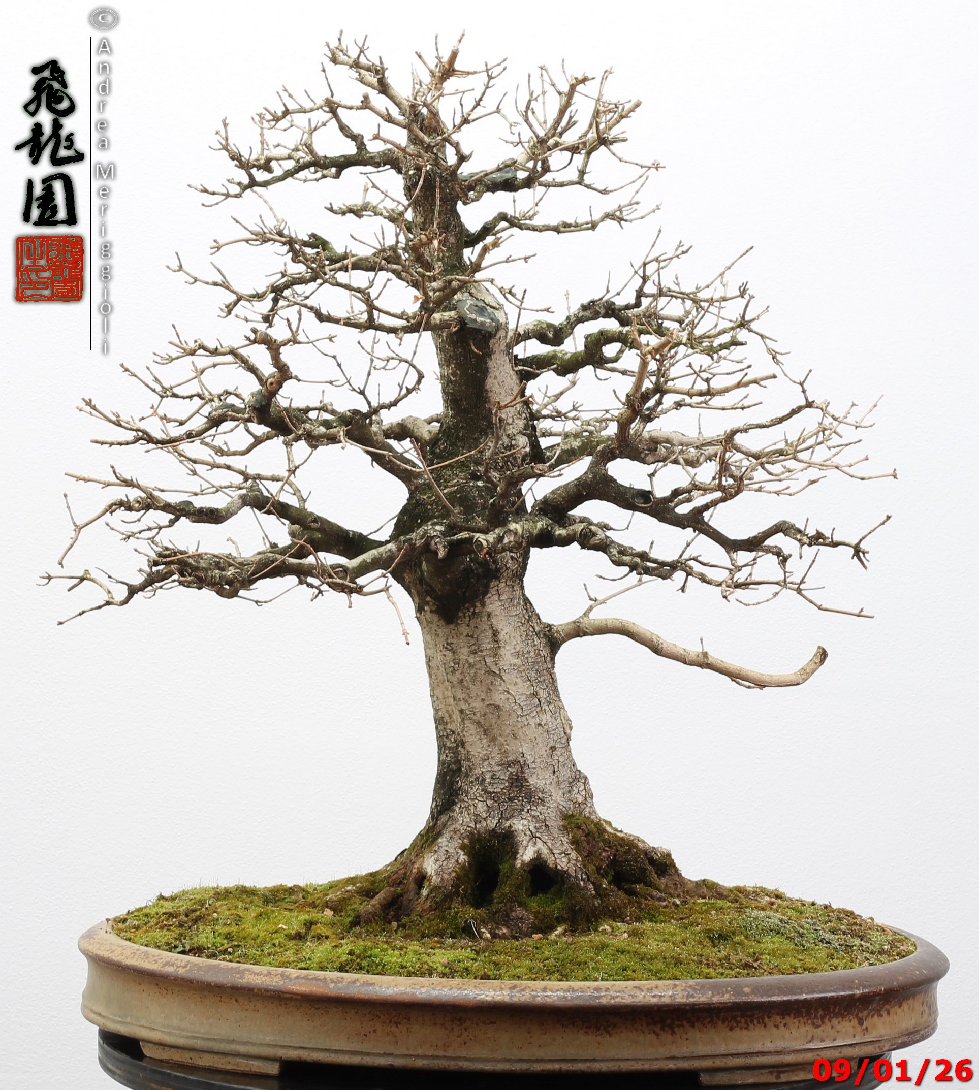 Acer campestre - Image 7