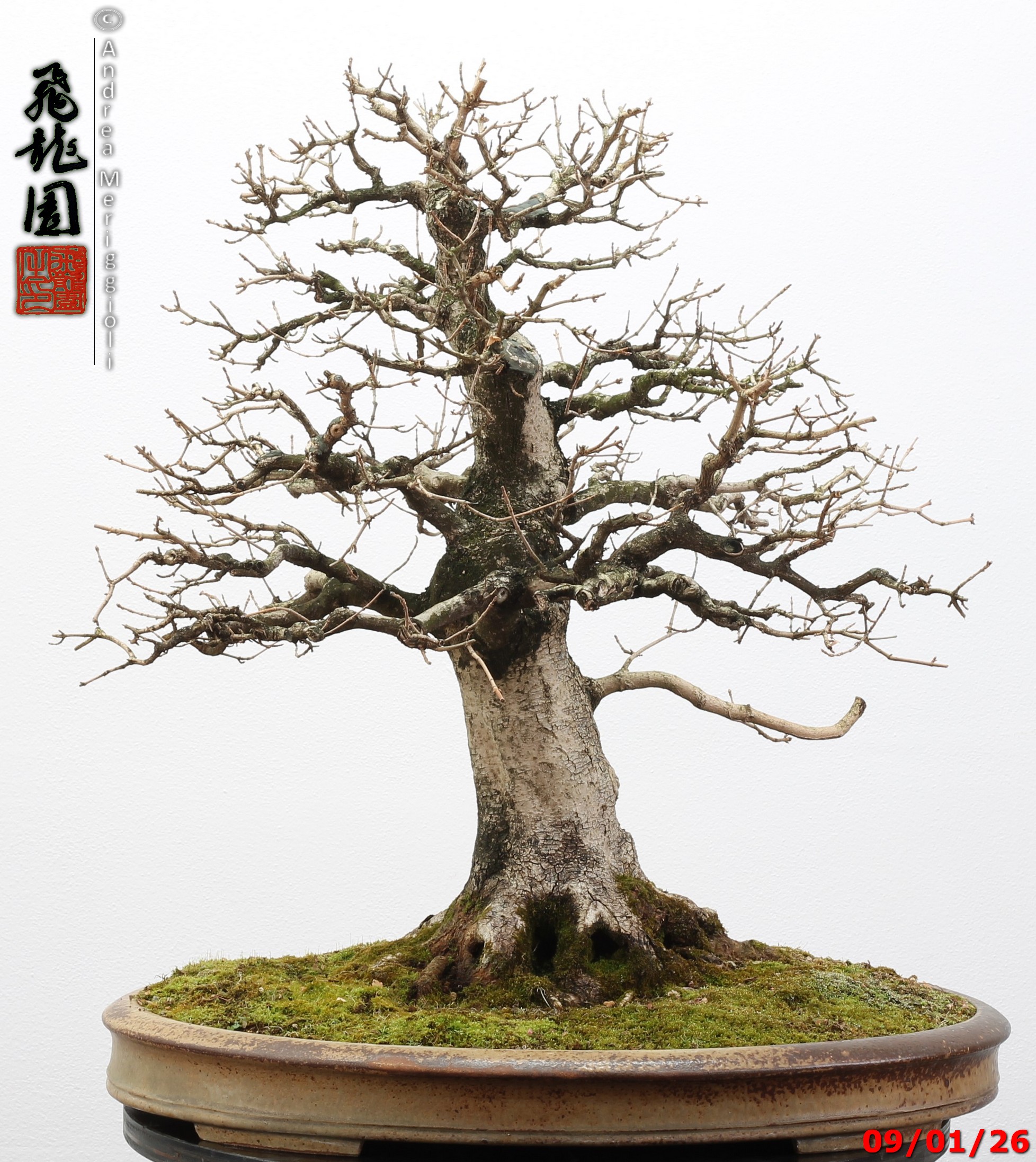 Acer campestre - Image 6