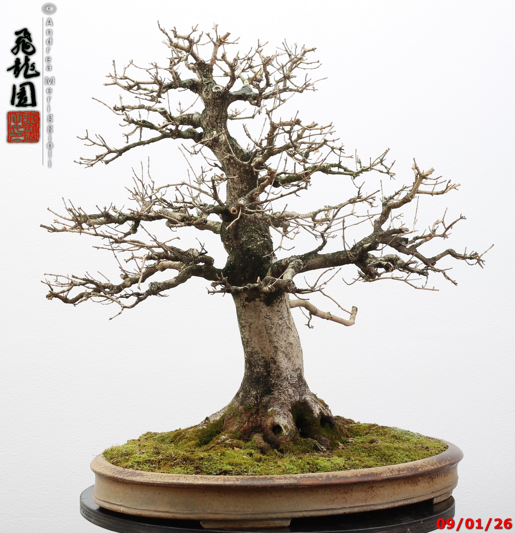 Acer campestre - Image 5