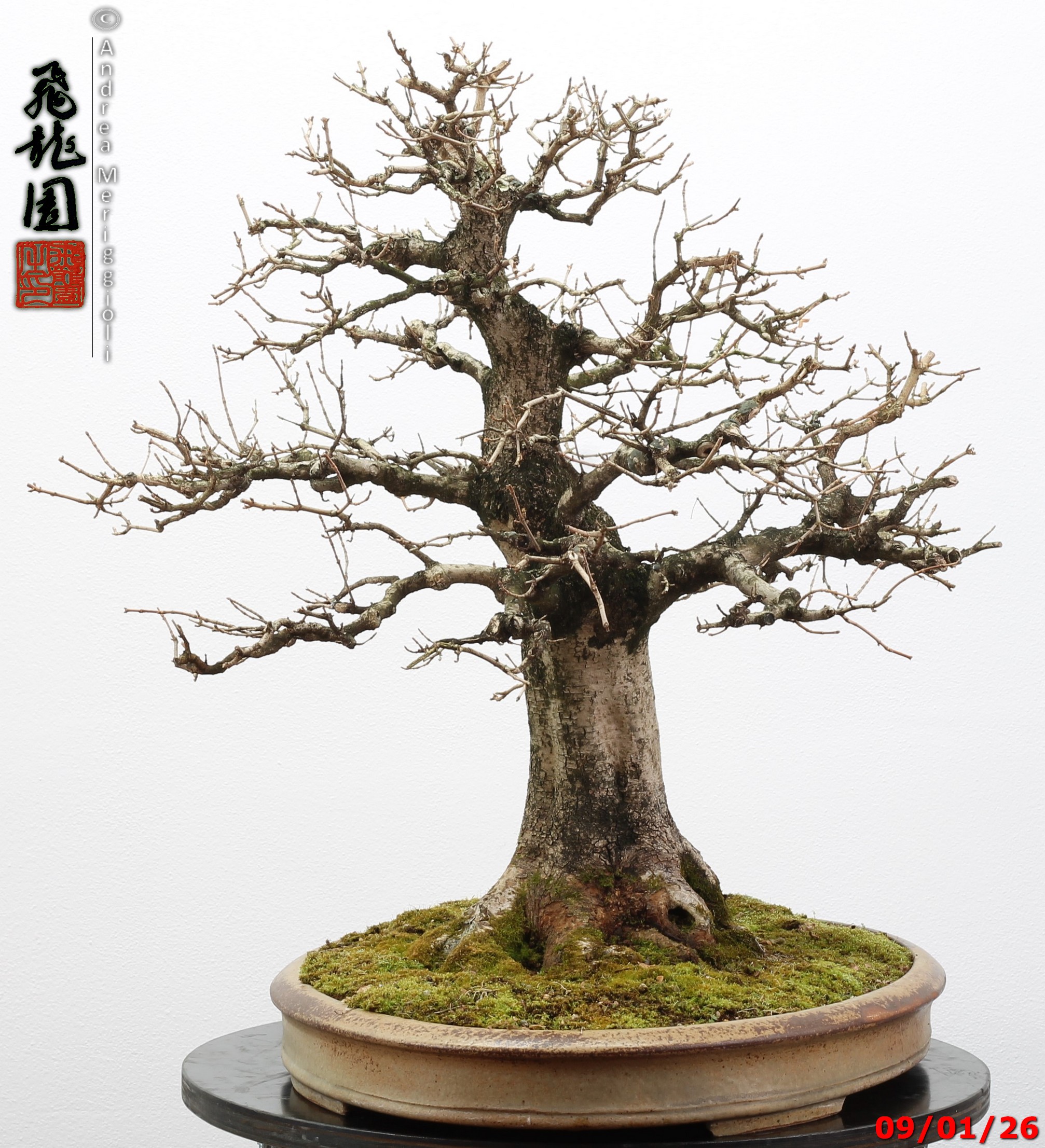 Acer campestre - Image 4