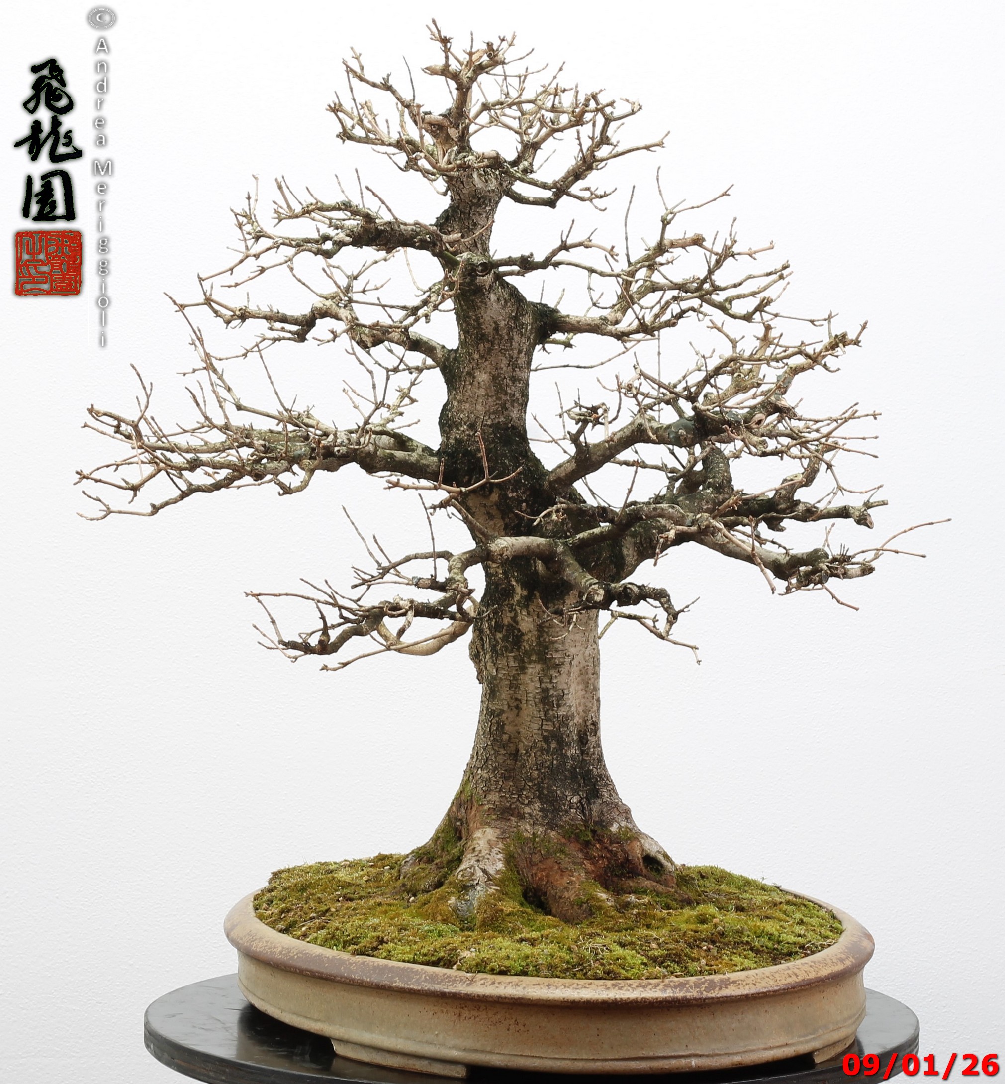 Acer campestre - Image 3