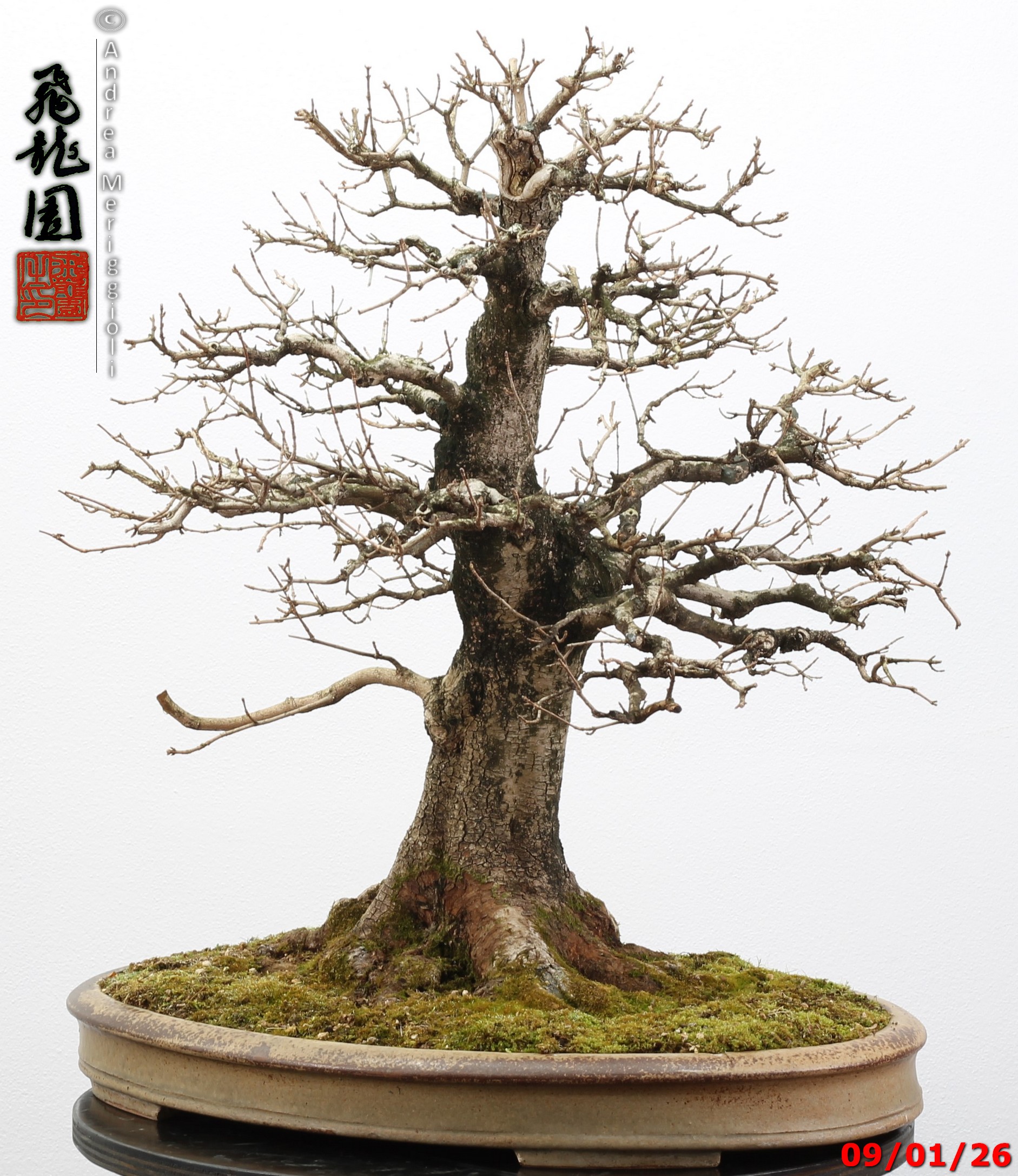 Acer campestre - Image 2