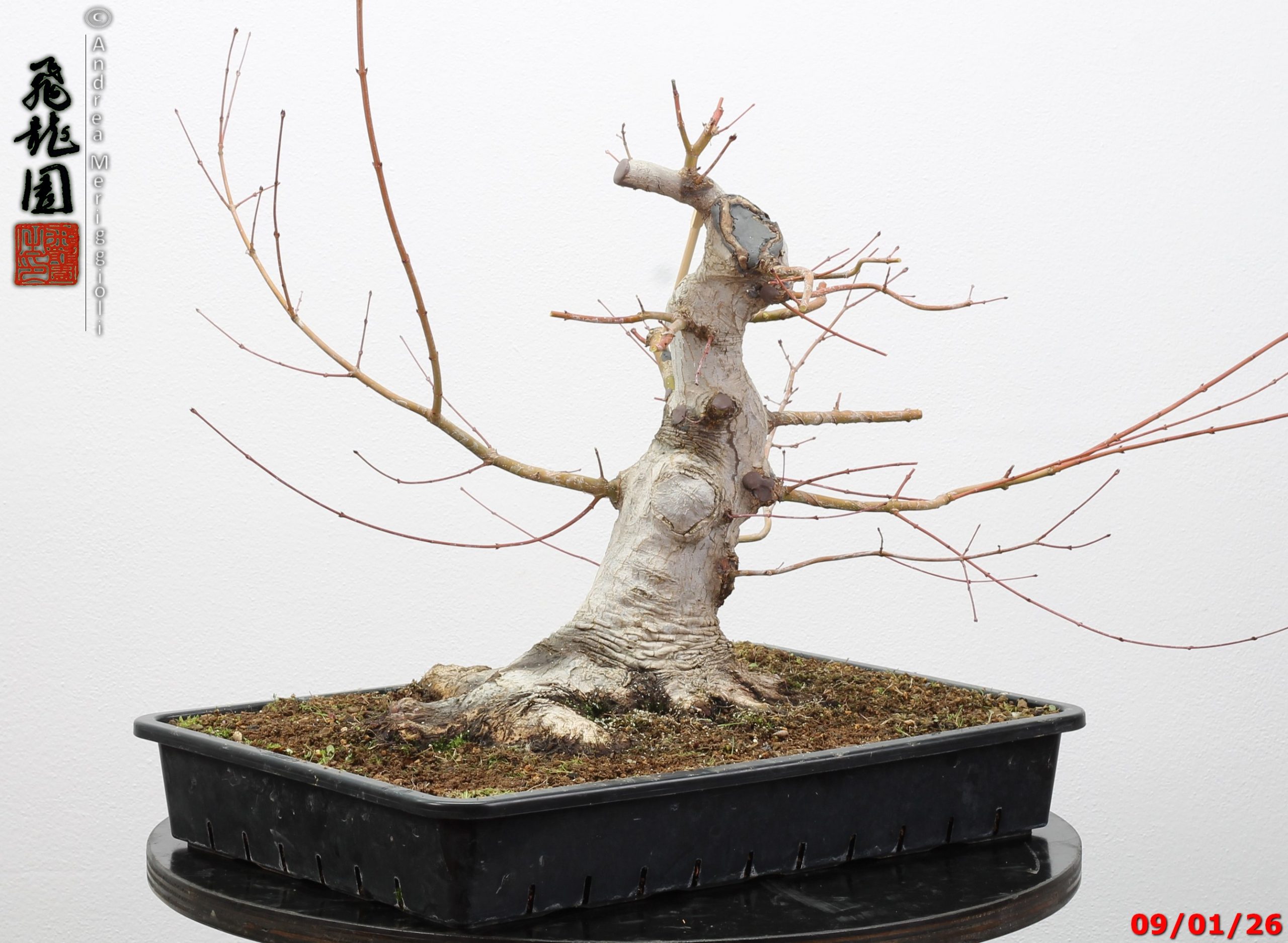 Acer Palmatum - Image 10