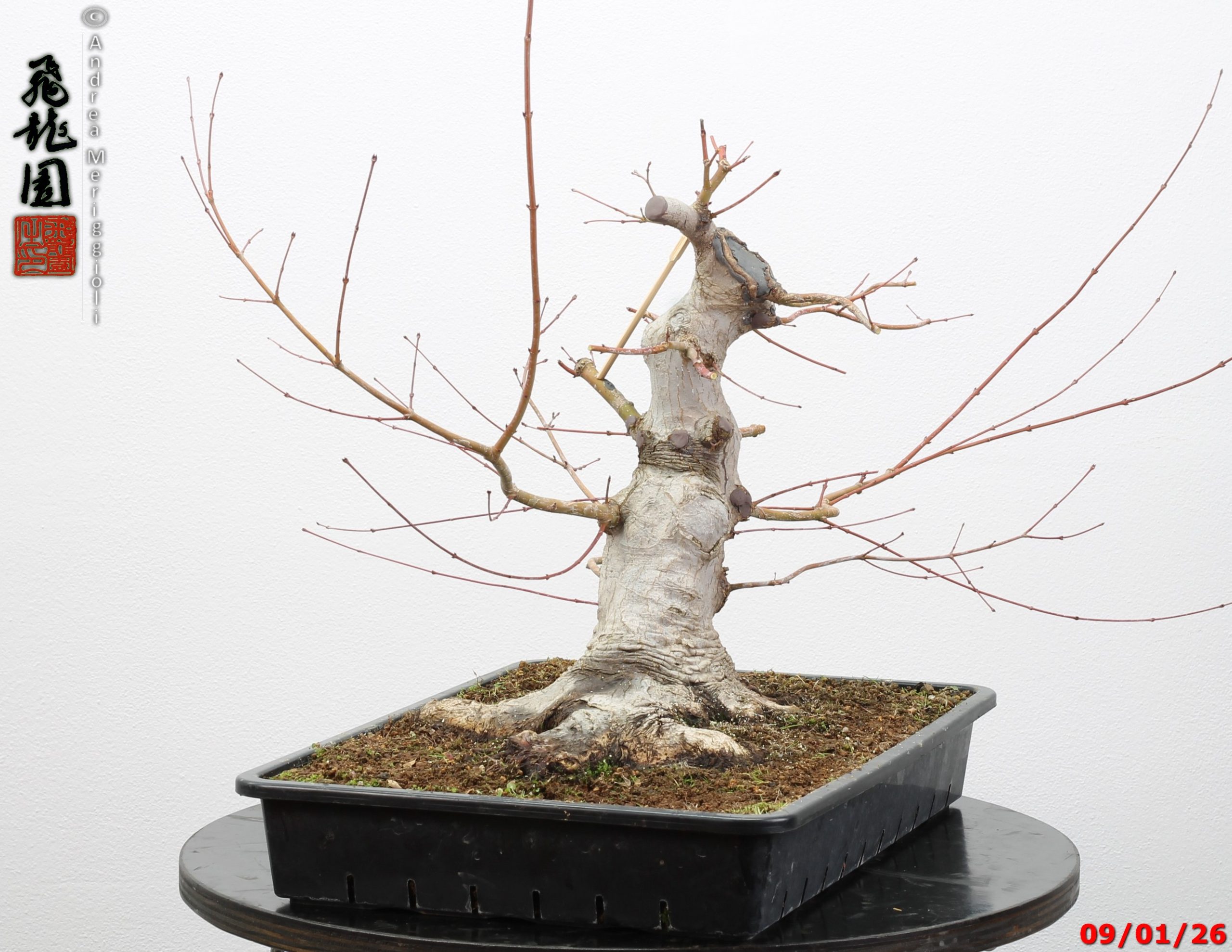 Acer Palmatum - Image 11