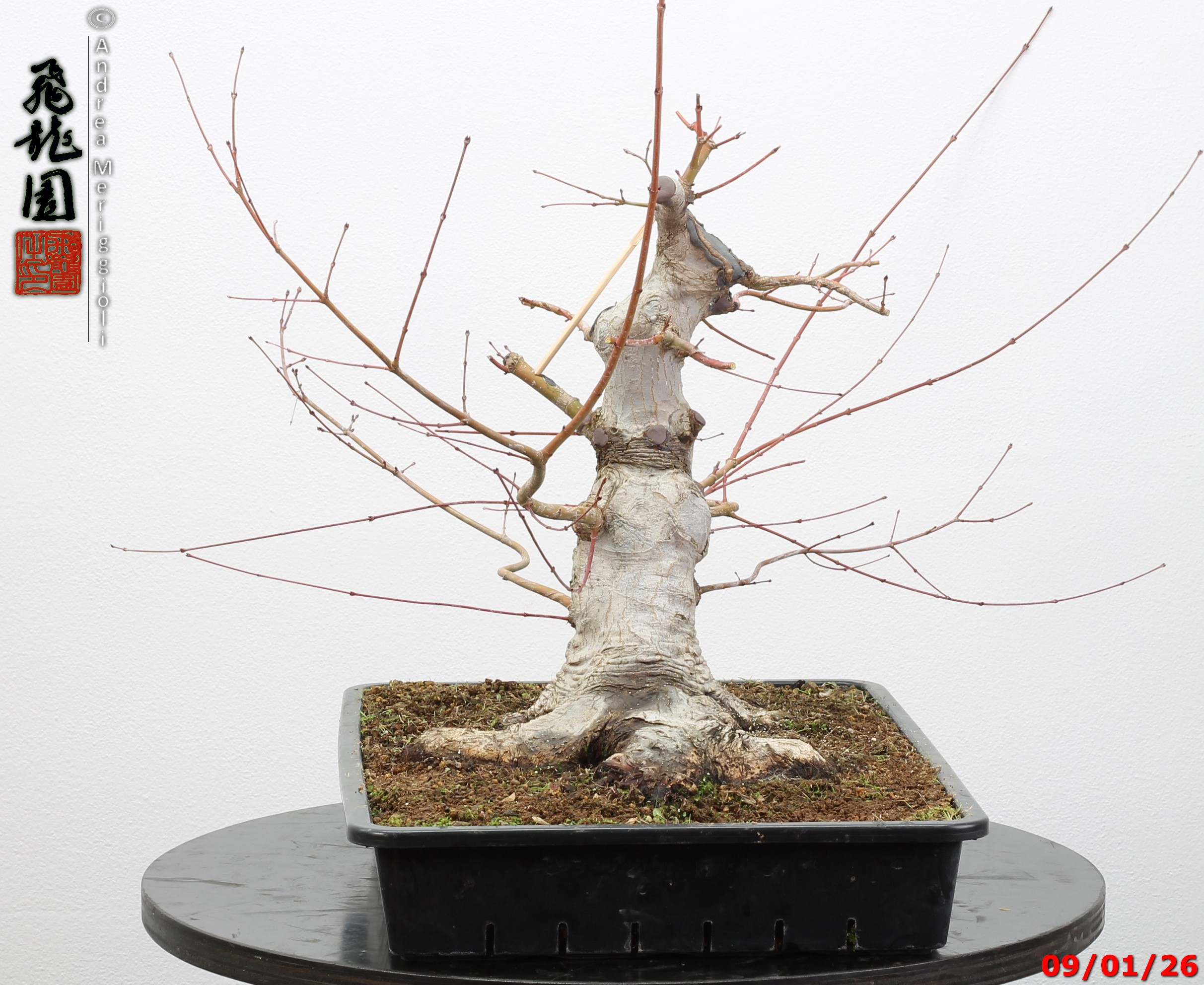 Acer Palmatum - Image 8