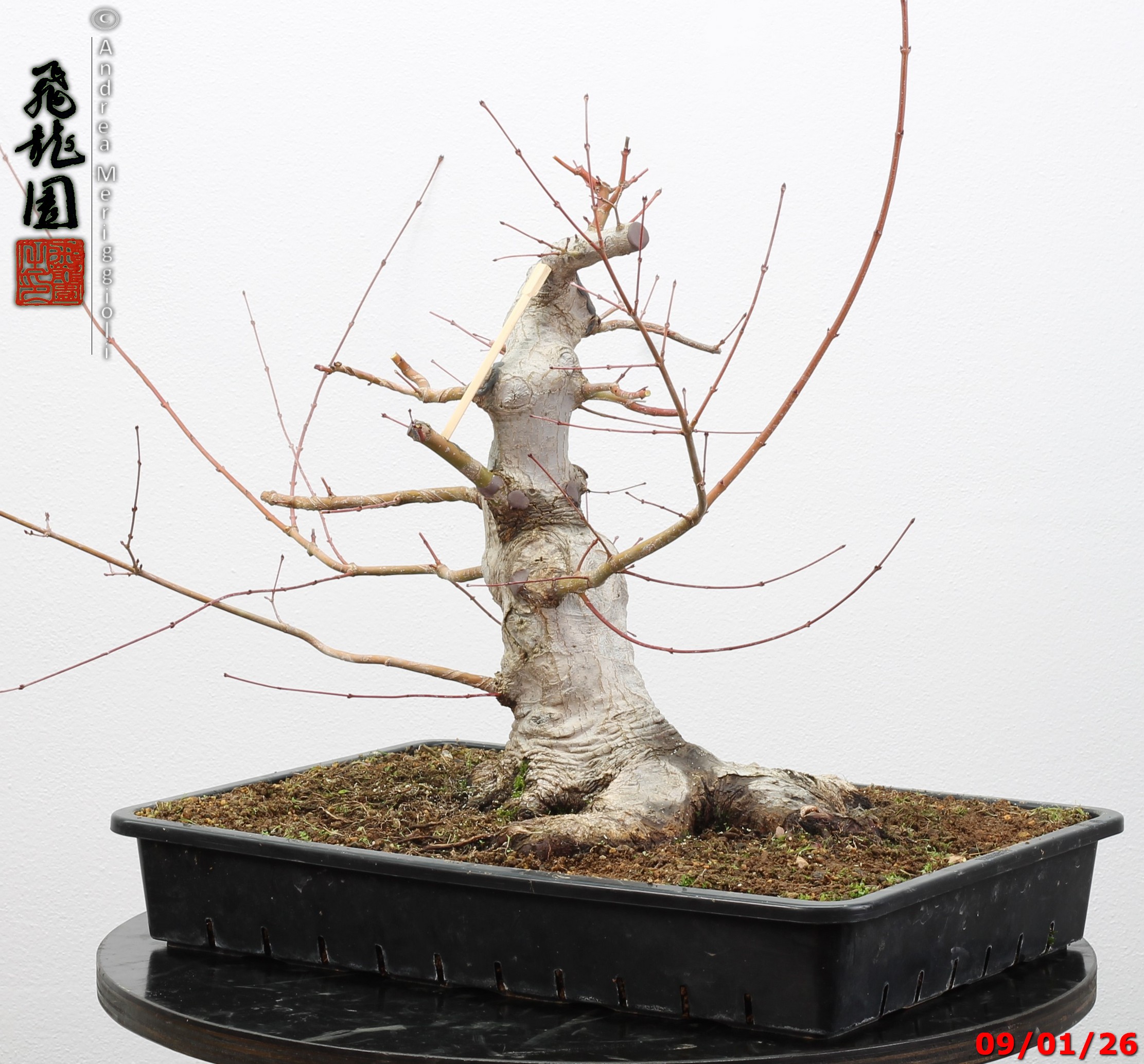 Acer Palmatum - Image 7