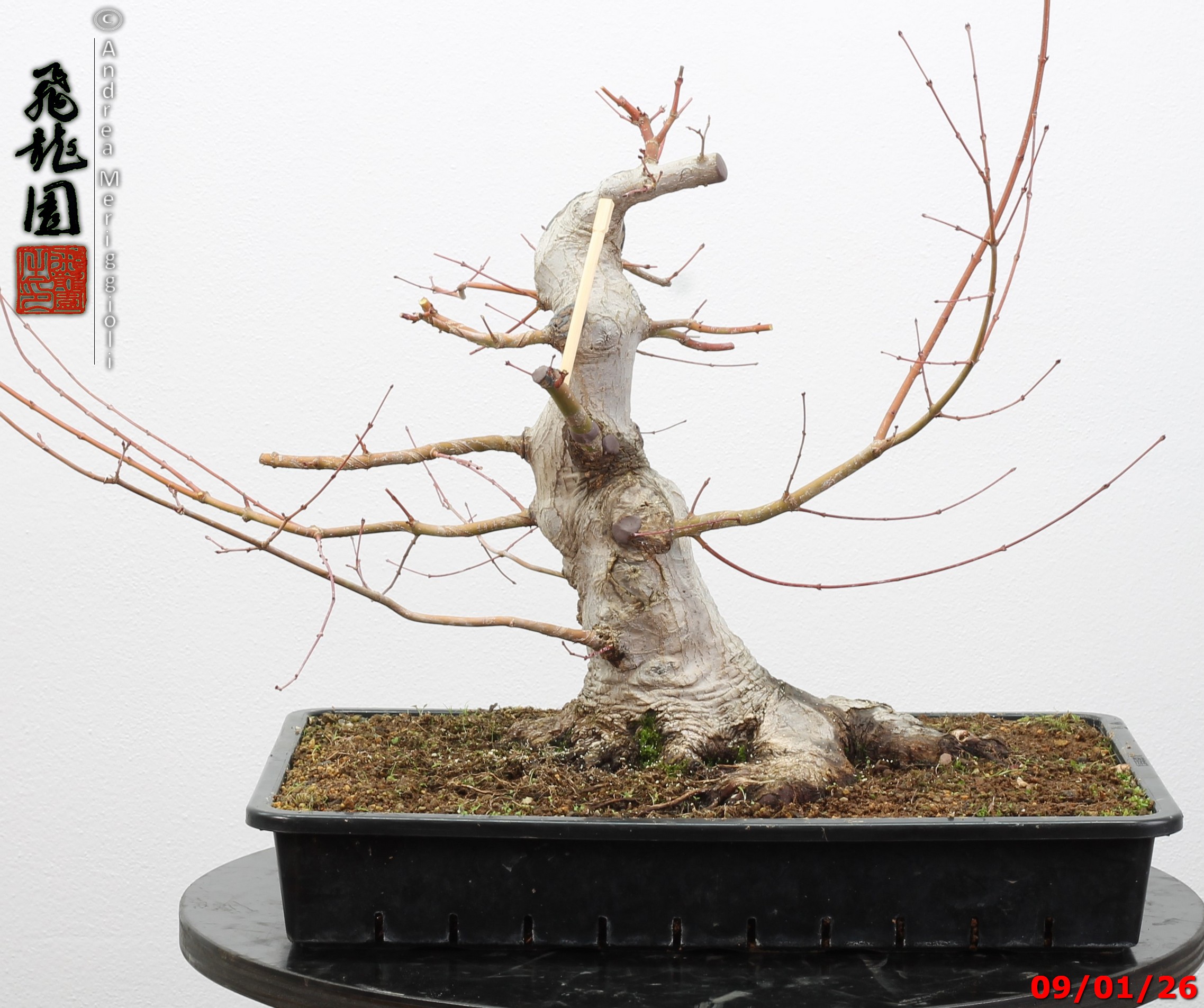 Acer Palmatum - Image 6