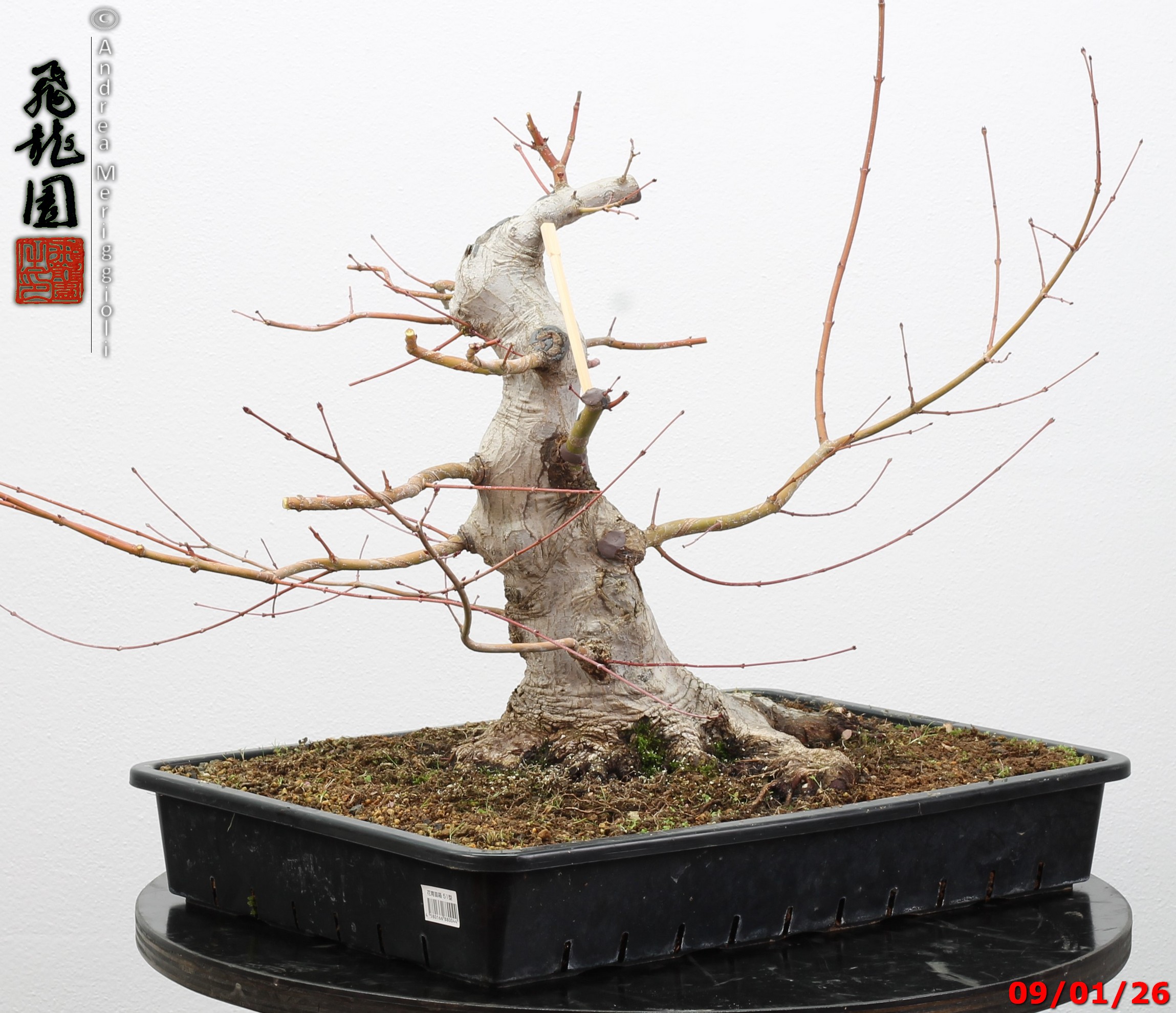 Acer Palmatum - Image 5