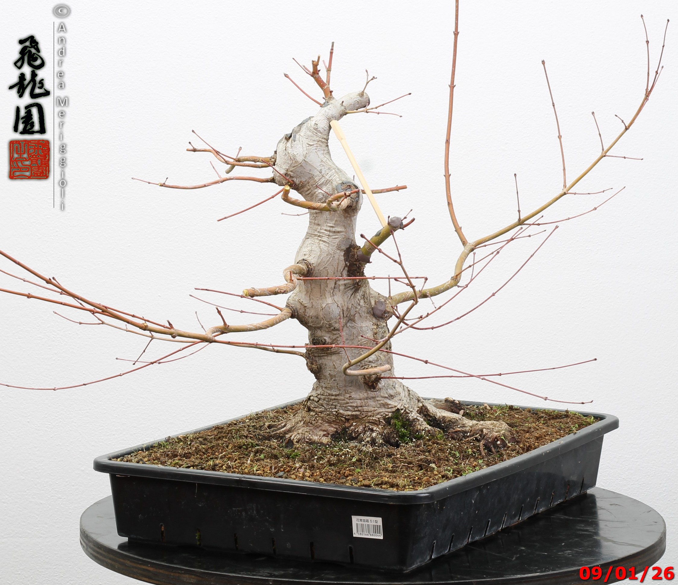 Acer Palmatum - Image 4