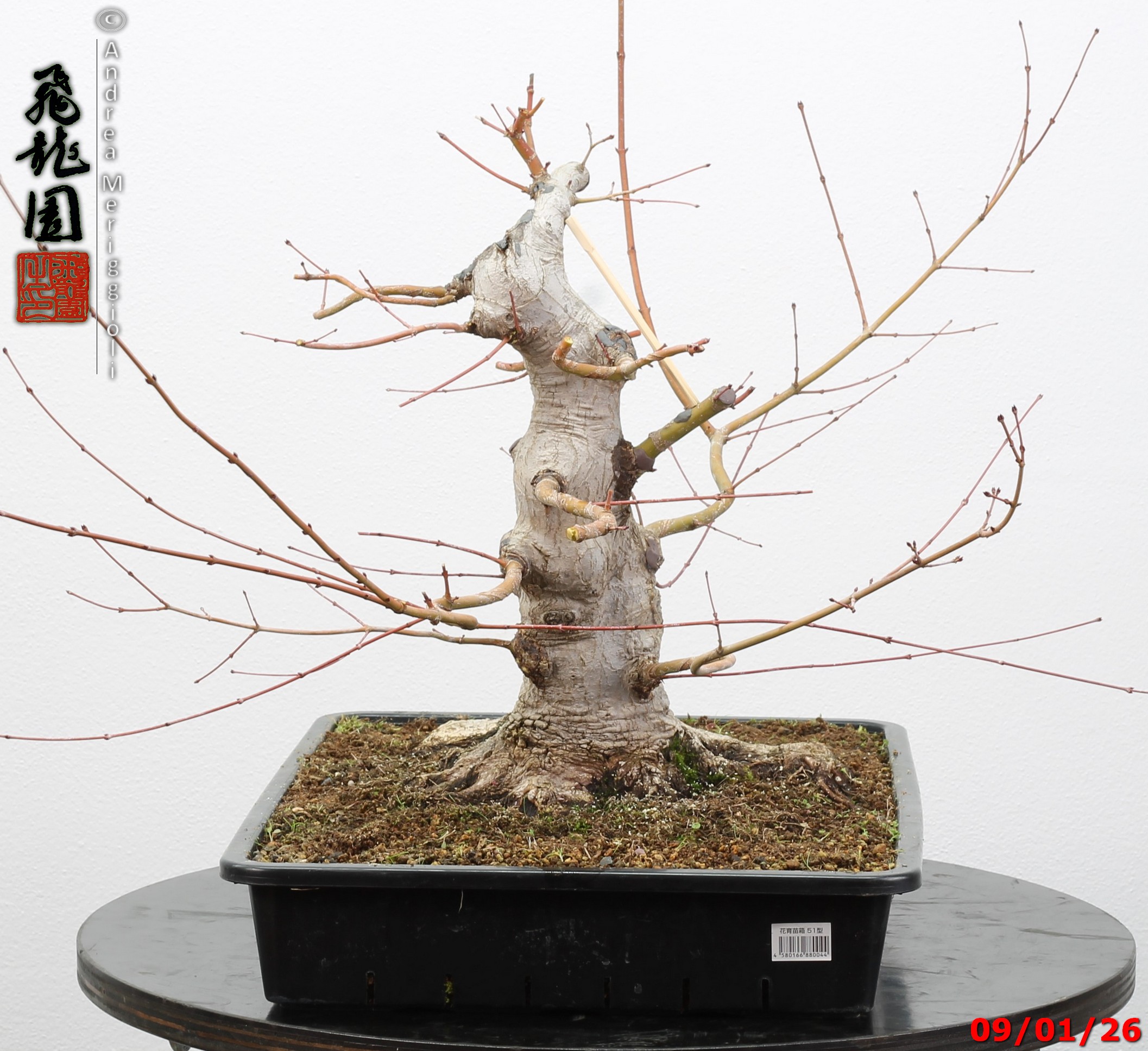 Acer Palmatum - Image 3