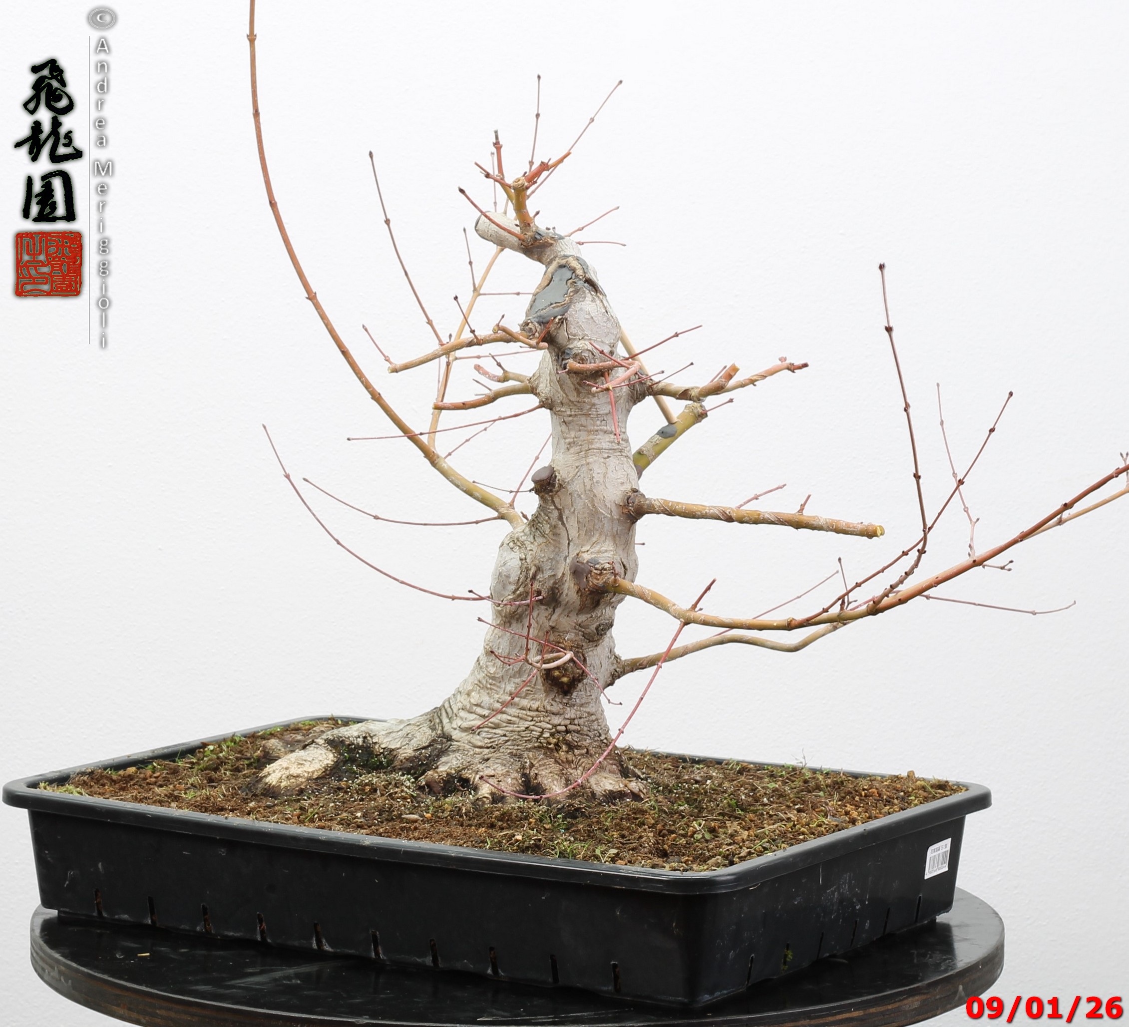 Acer Palmatum - Image 2