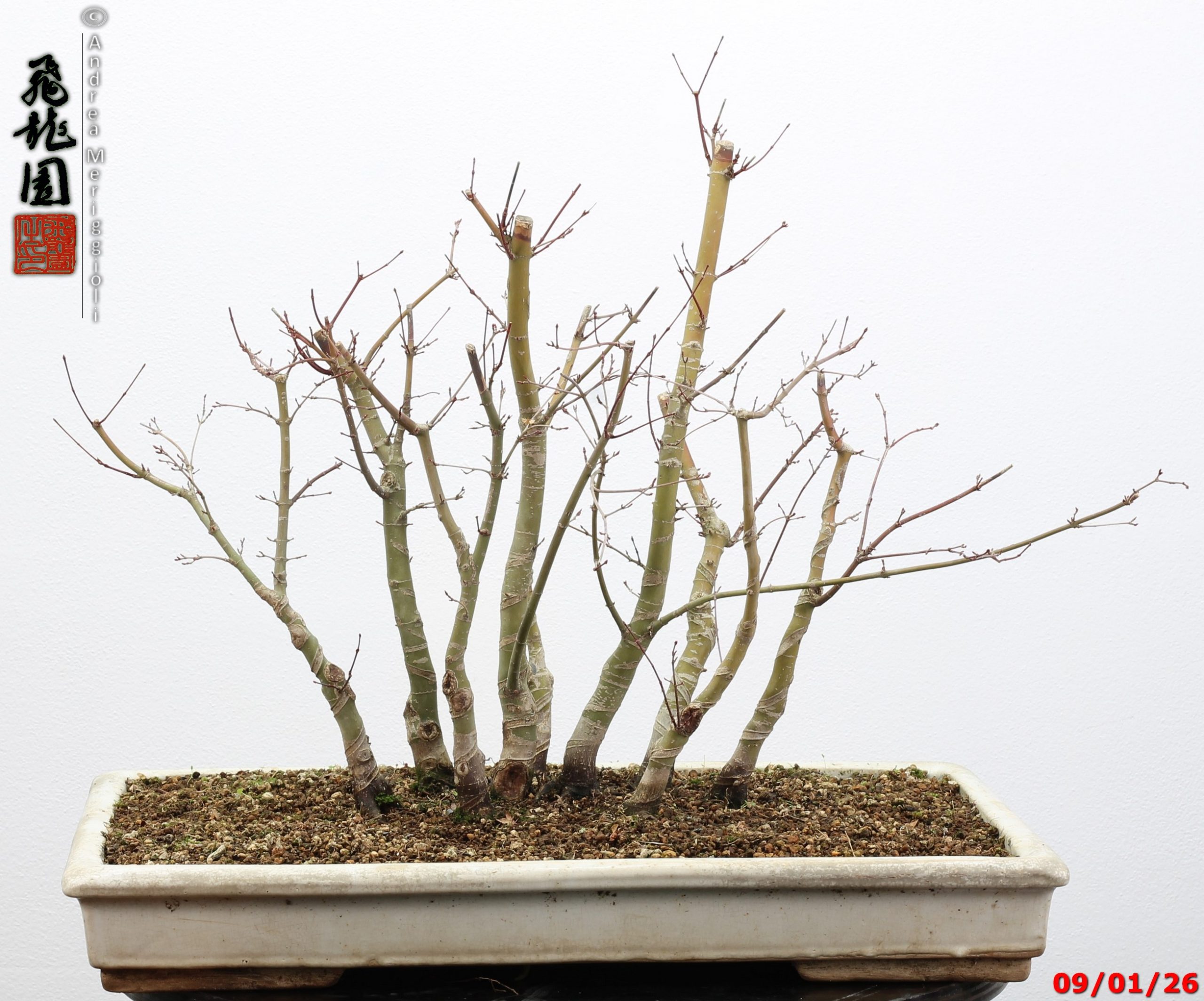 Acer palmatum deshojo - Image 11