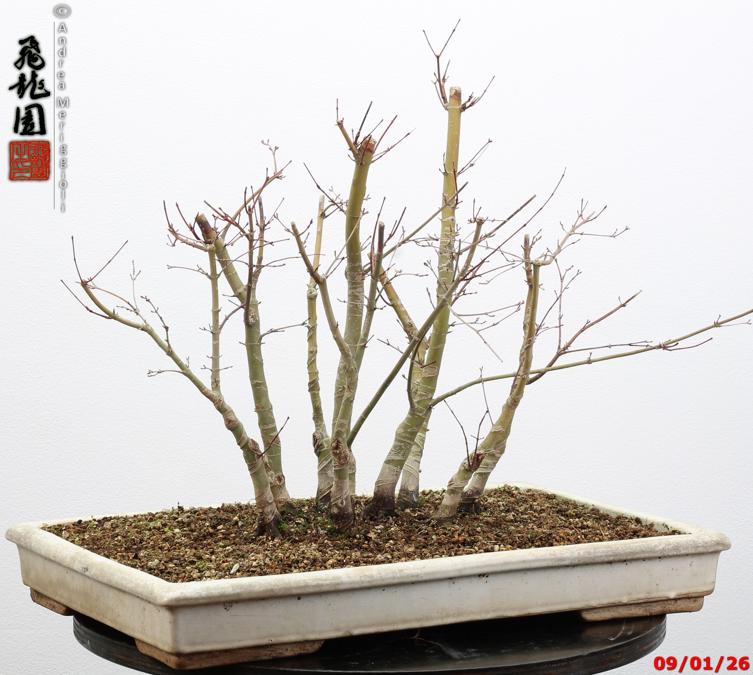 Acer palmatum deshojo - Image 10