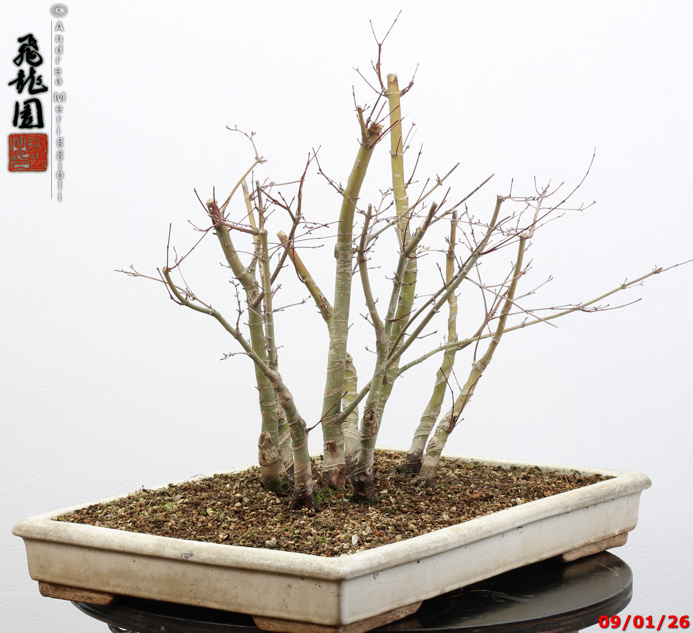 Acer palmatum deshojo - Image 9