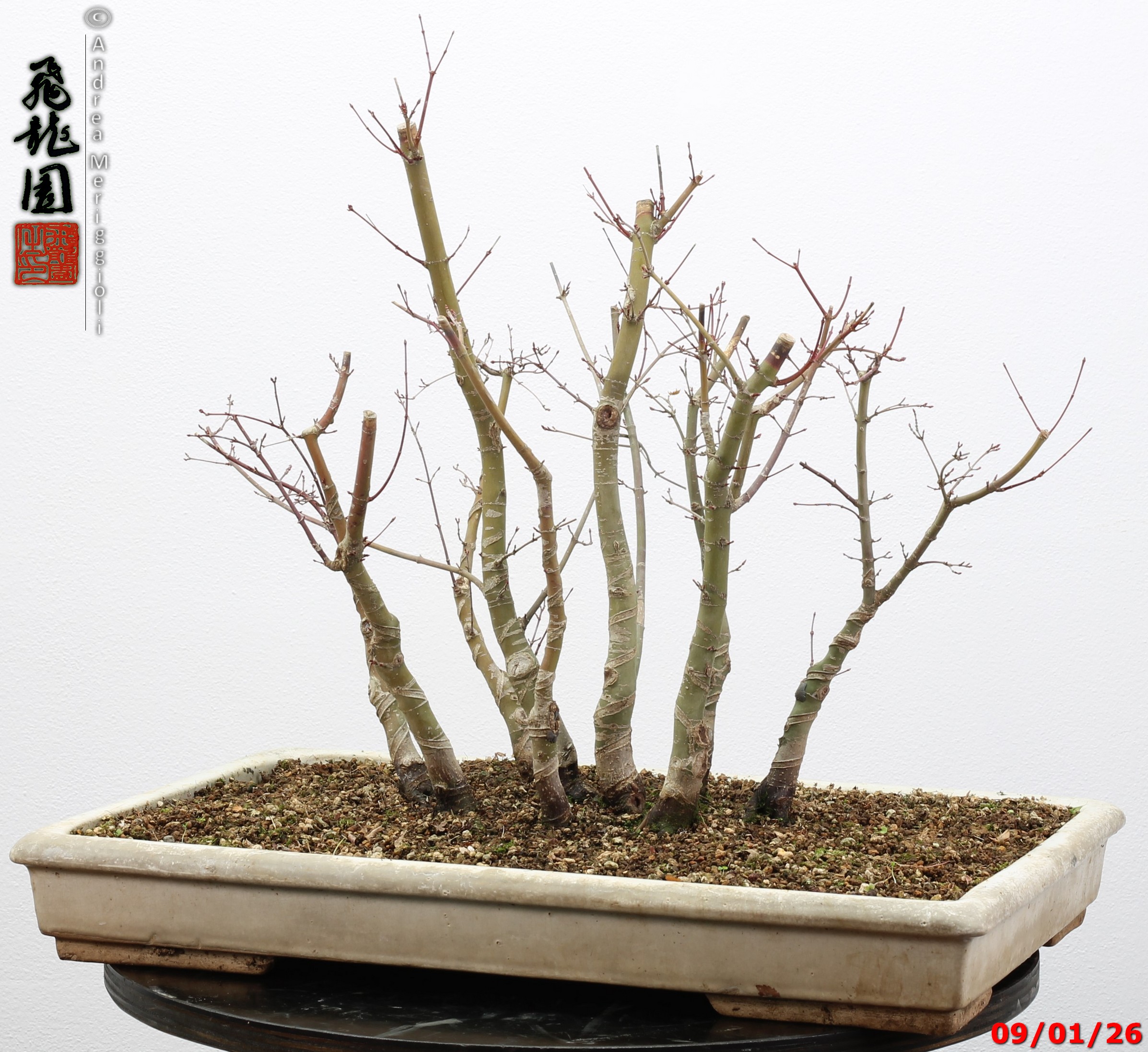 Acer palmatum deshojo - Image 7