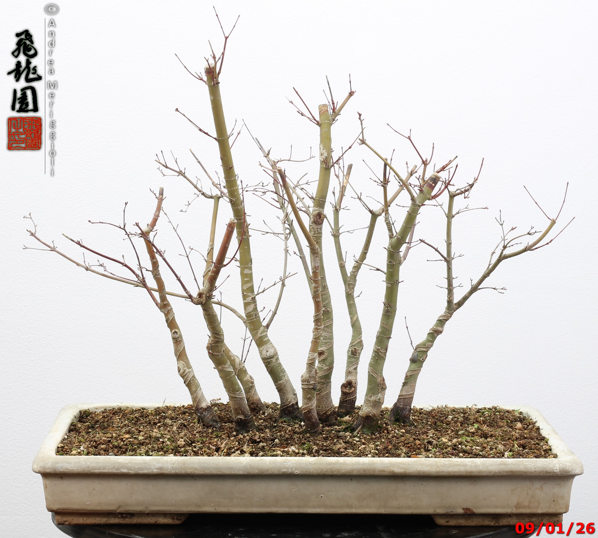 Acer palmatum deshojo - Image 6