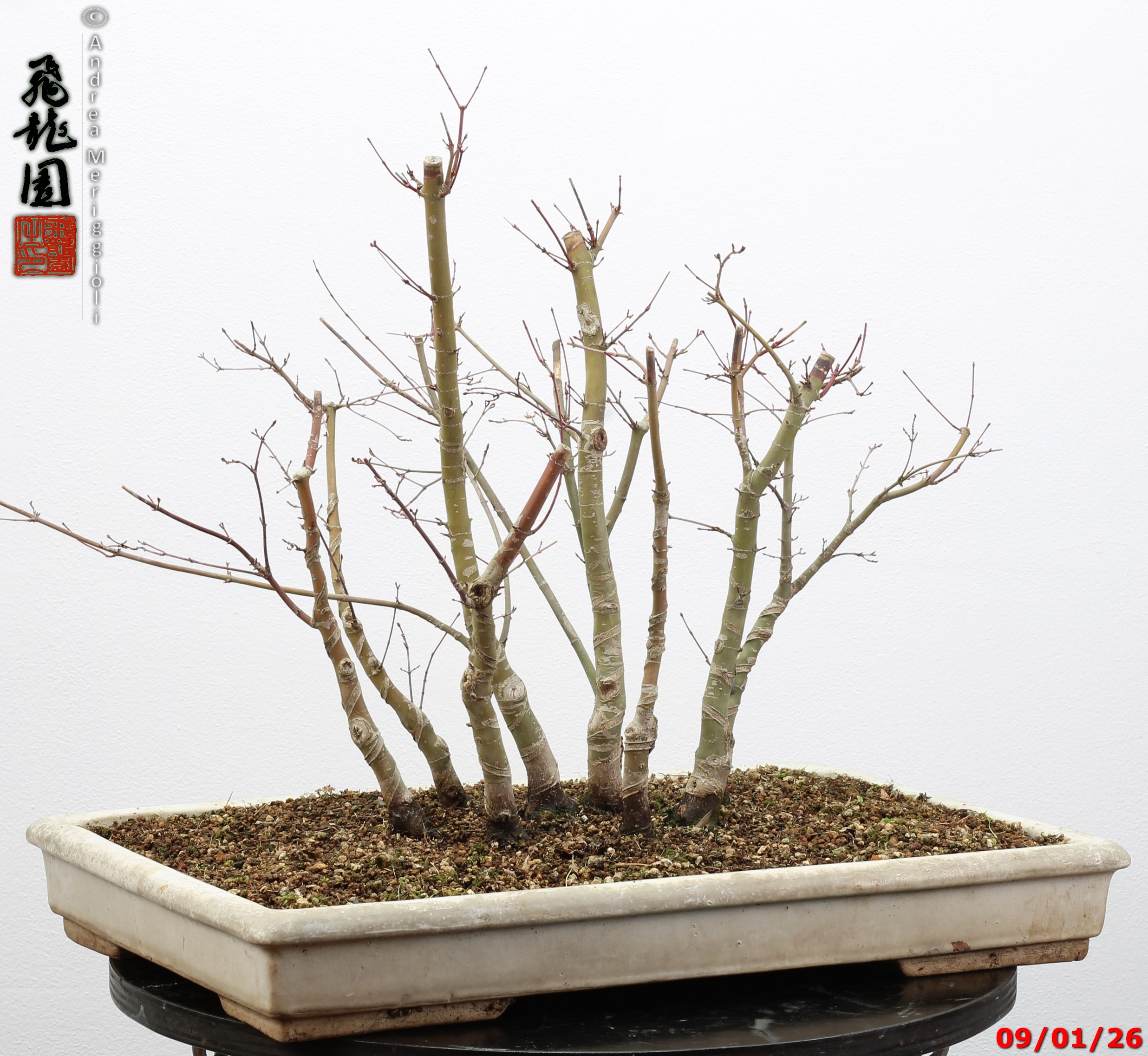 Acer palmatum deshojo - Image 5