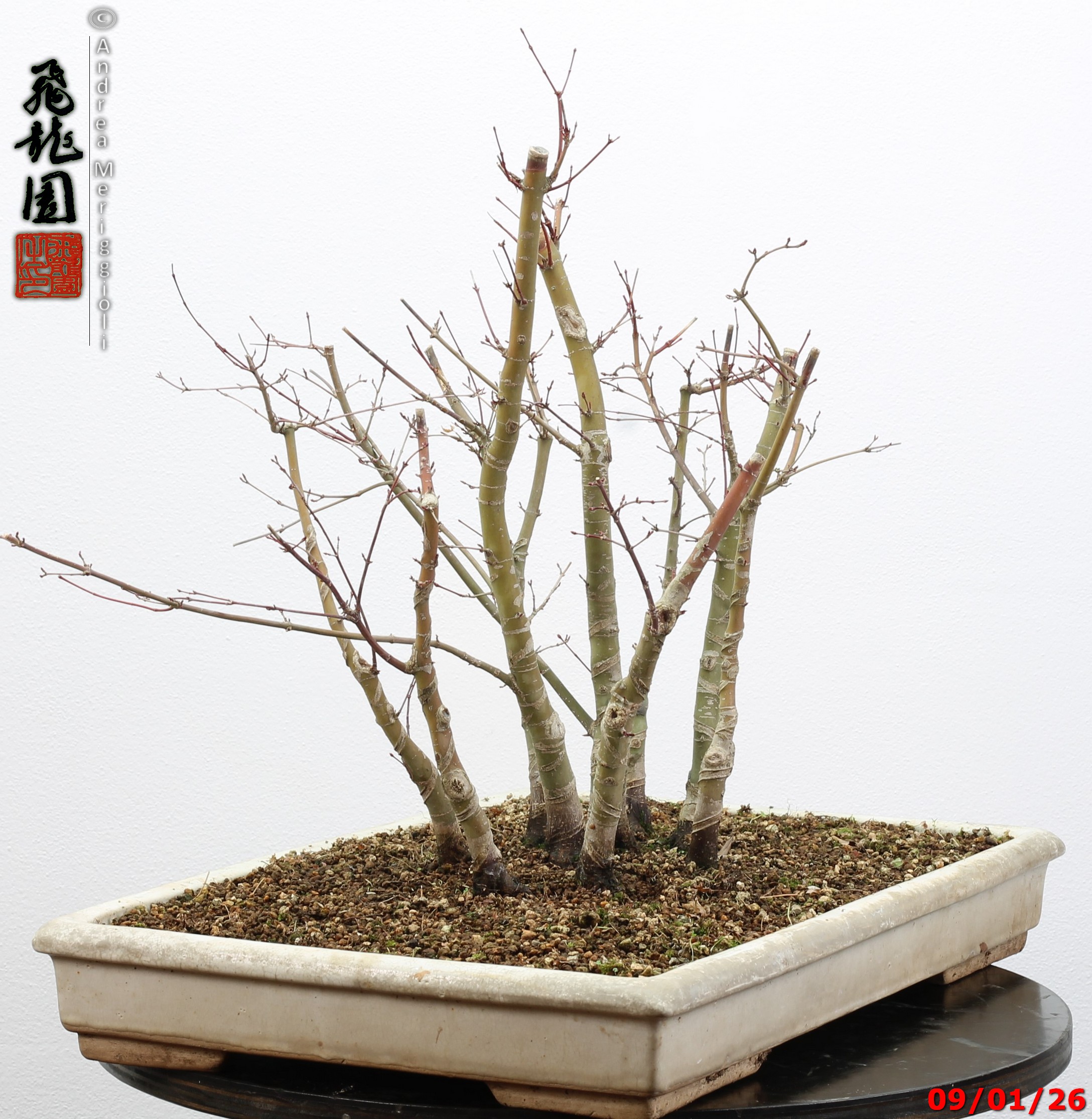 Acer palmatum deshojo - Image 4