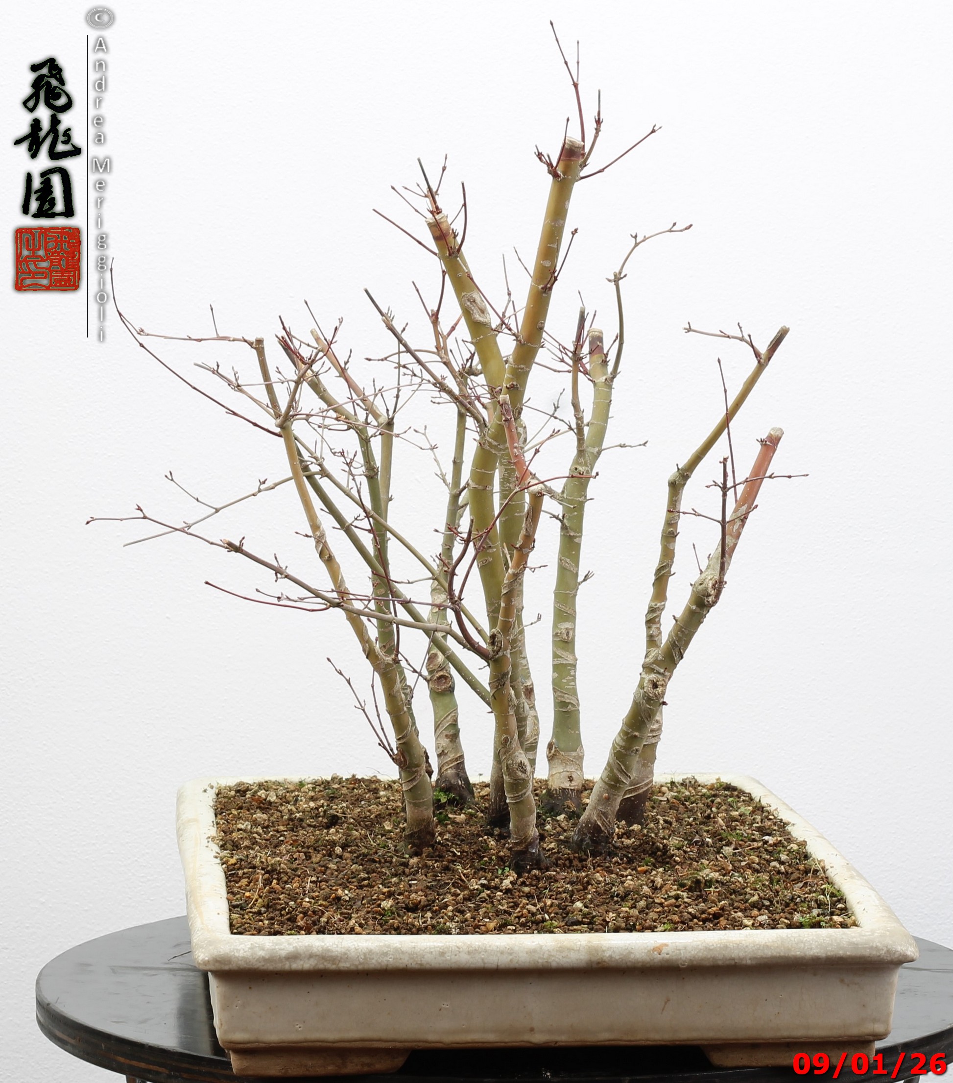 Acer palmatum deshojo - Image 3