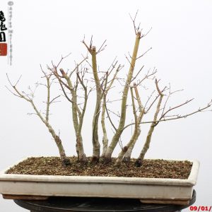 Acer palmatum deshojo