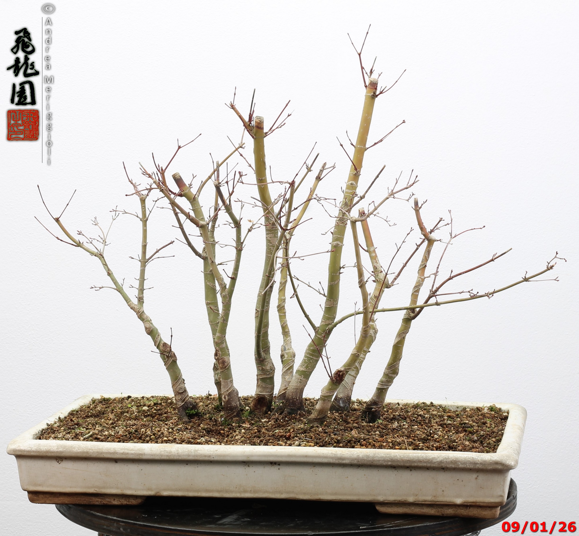 Acer palmatum deshojo